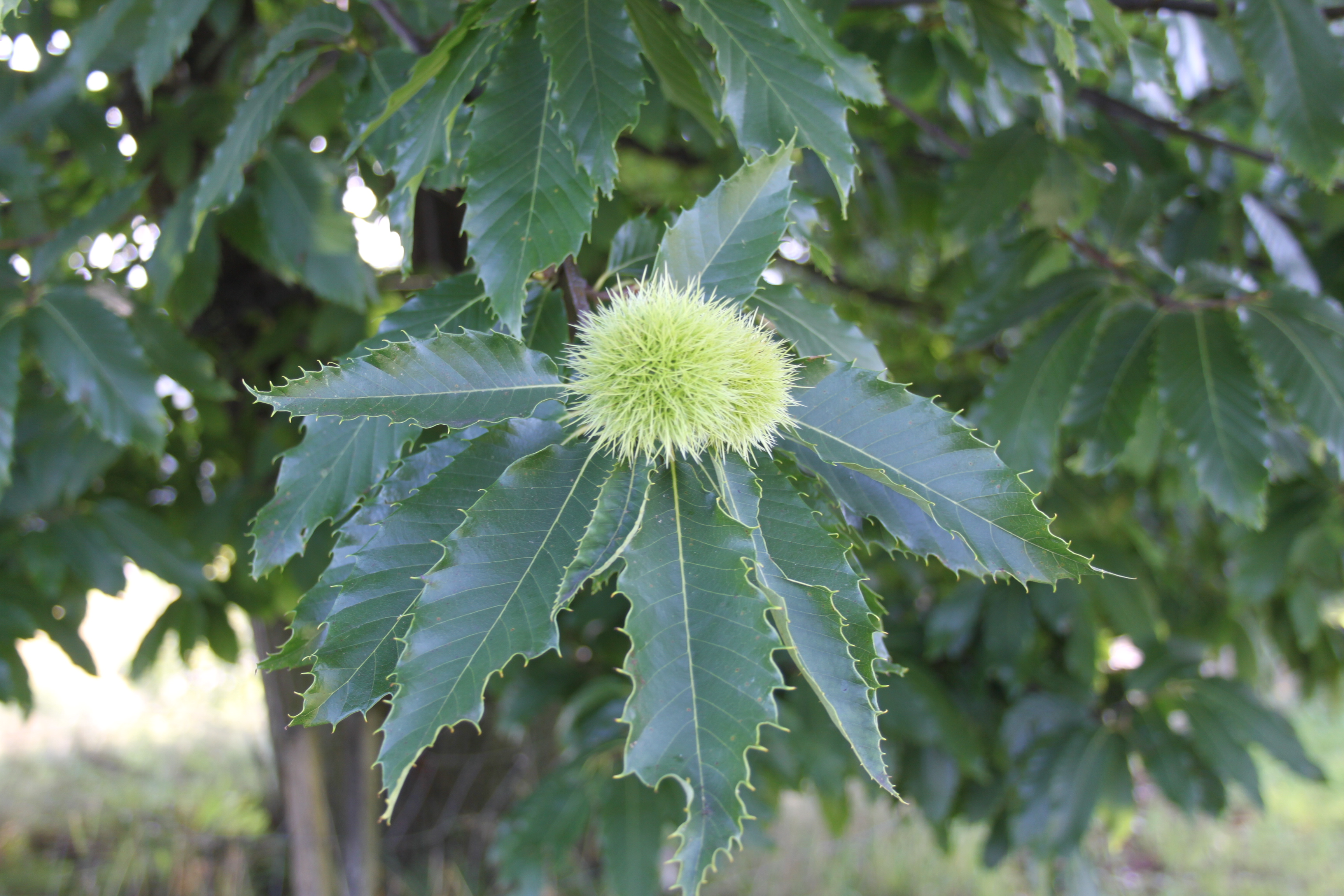 16052013160225 472 art 475 castanea sativa 3