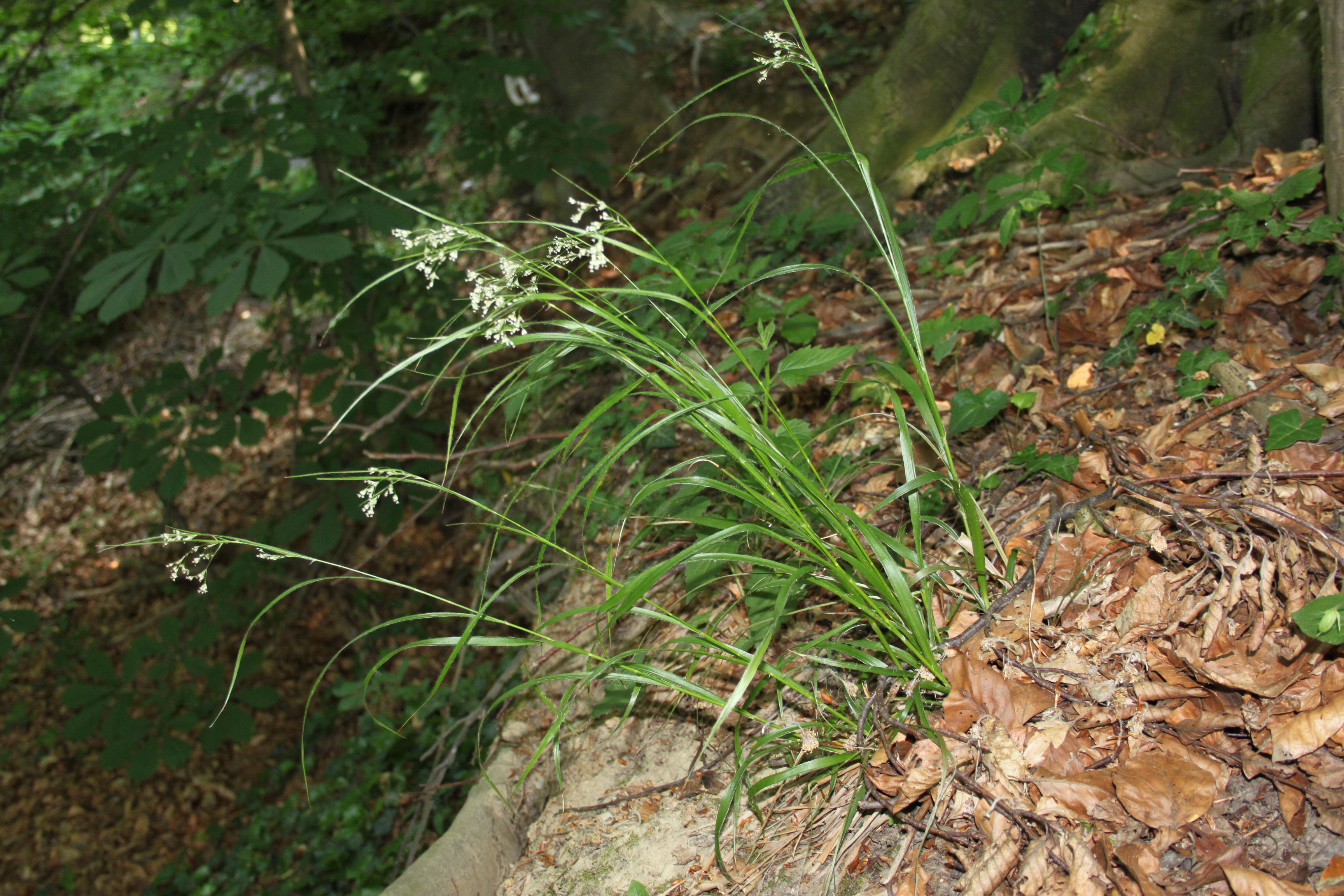 16052013160307 473 art 476 luzula luzuloides 3