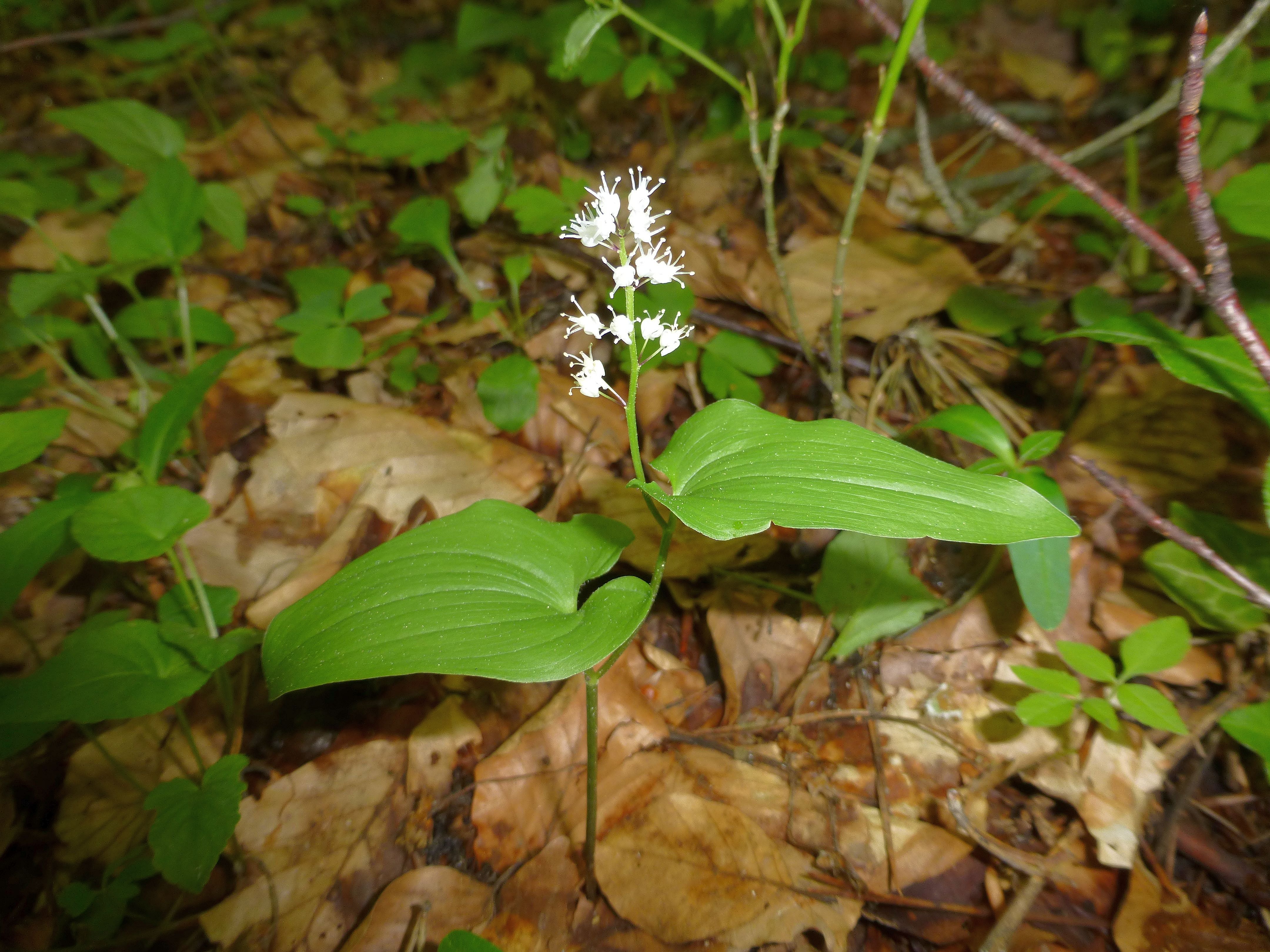 16052013160447 474 art 477 maianthemum bifolium 9