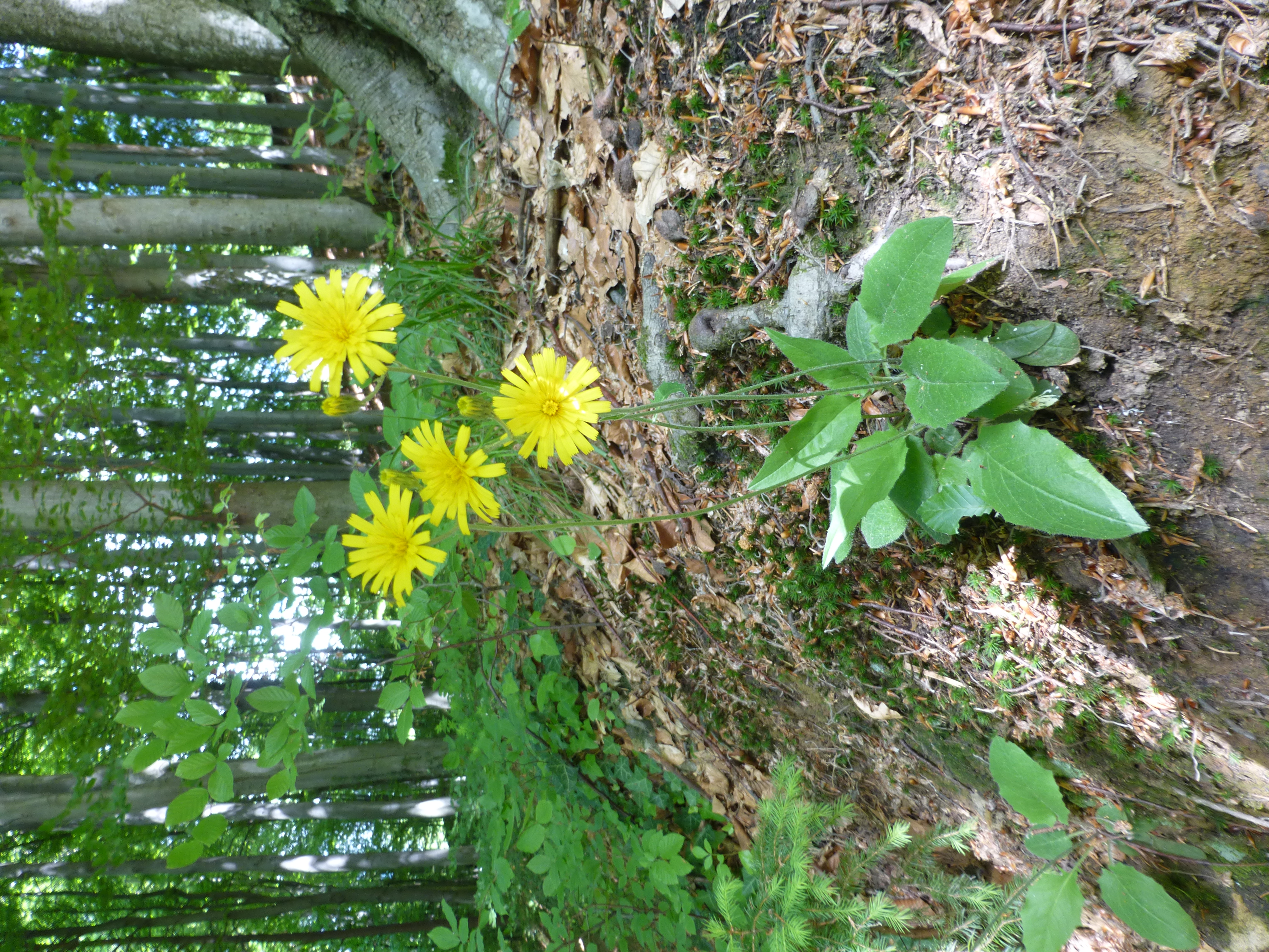 16052013160534 475 art 479 hieracium murorum 2