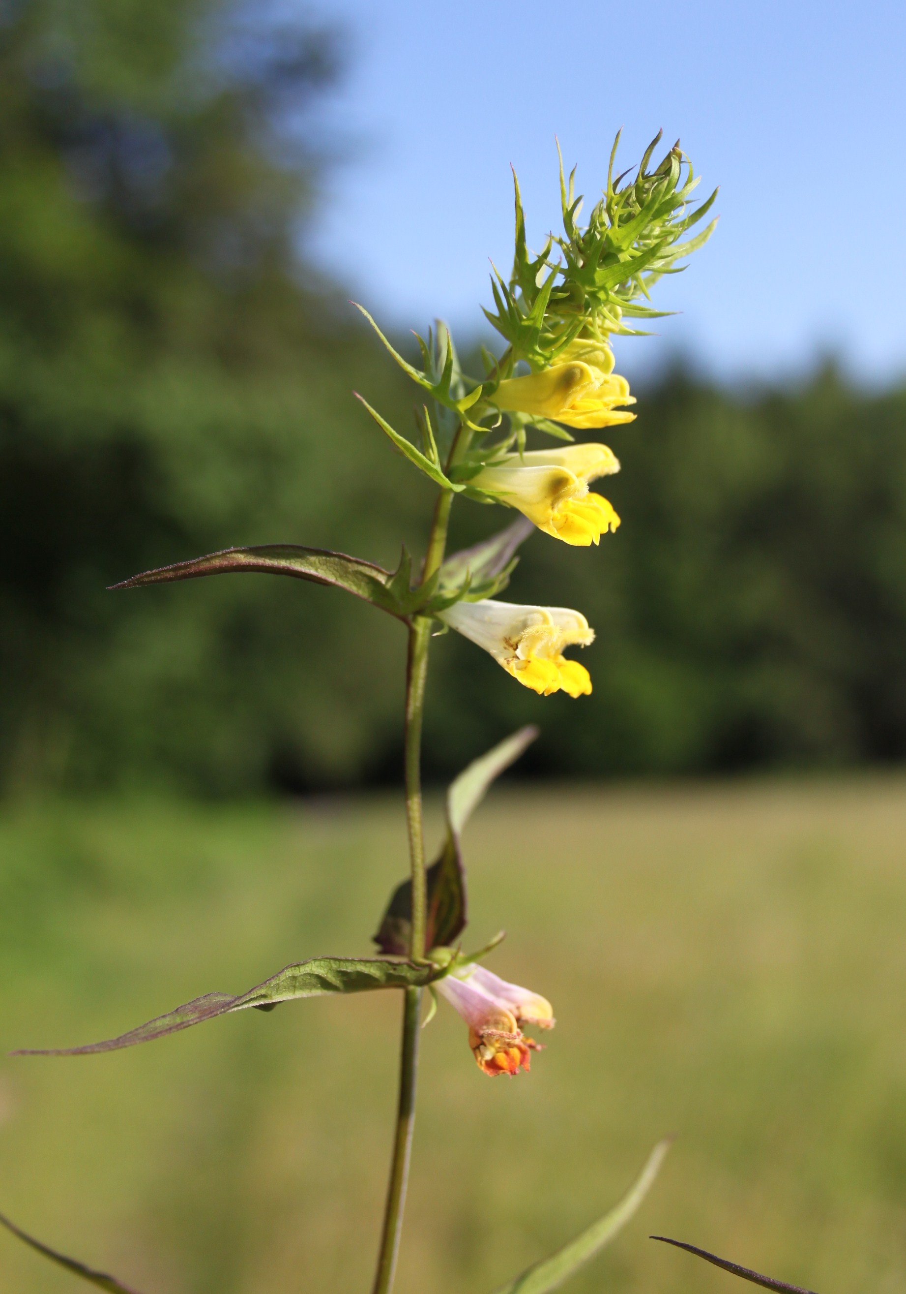 16052013160618 476 art 480 melampyrum pratense 2