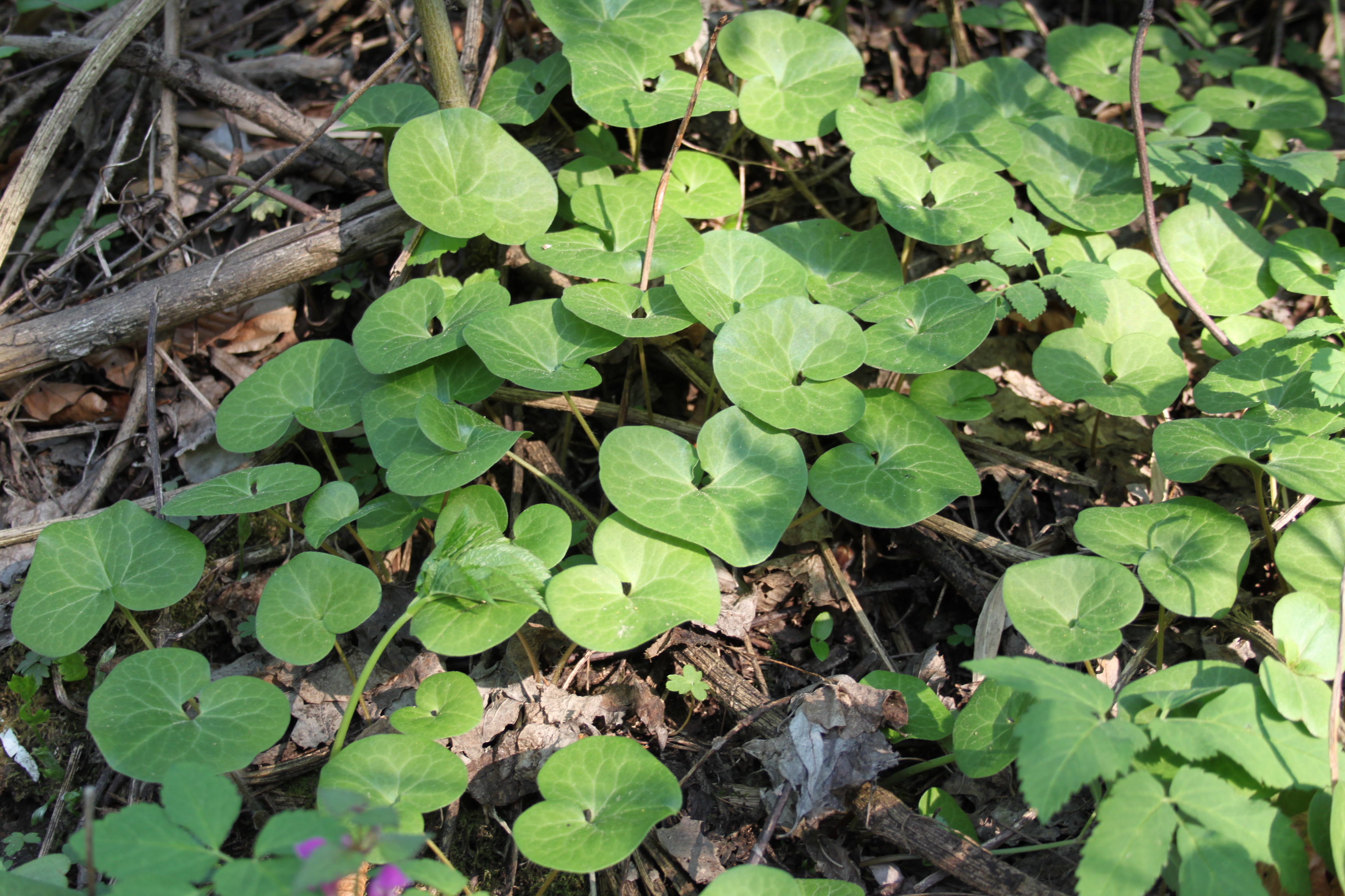 16052013161313 482 art 490 asarum europaeum