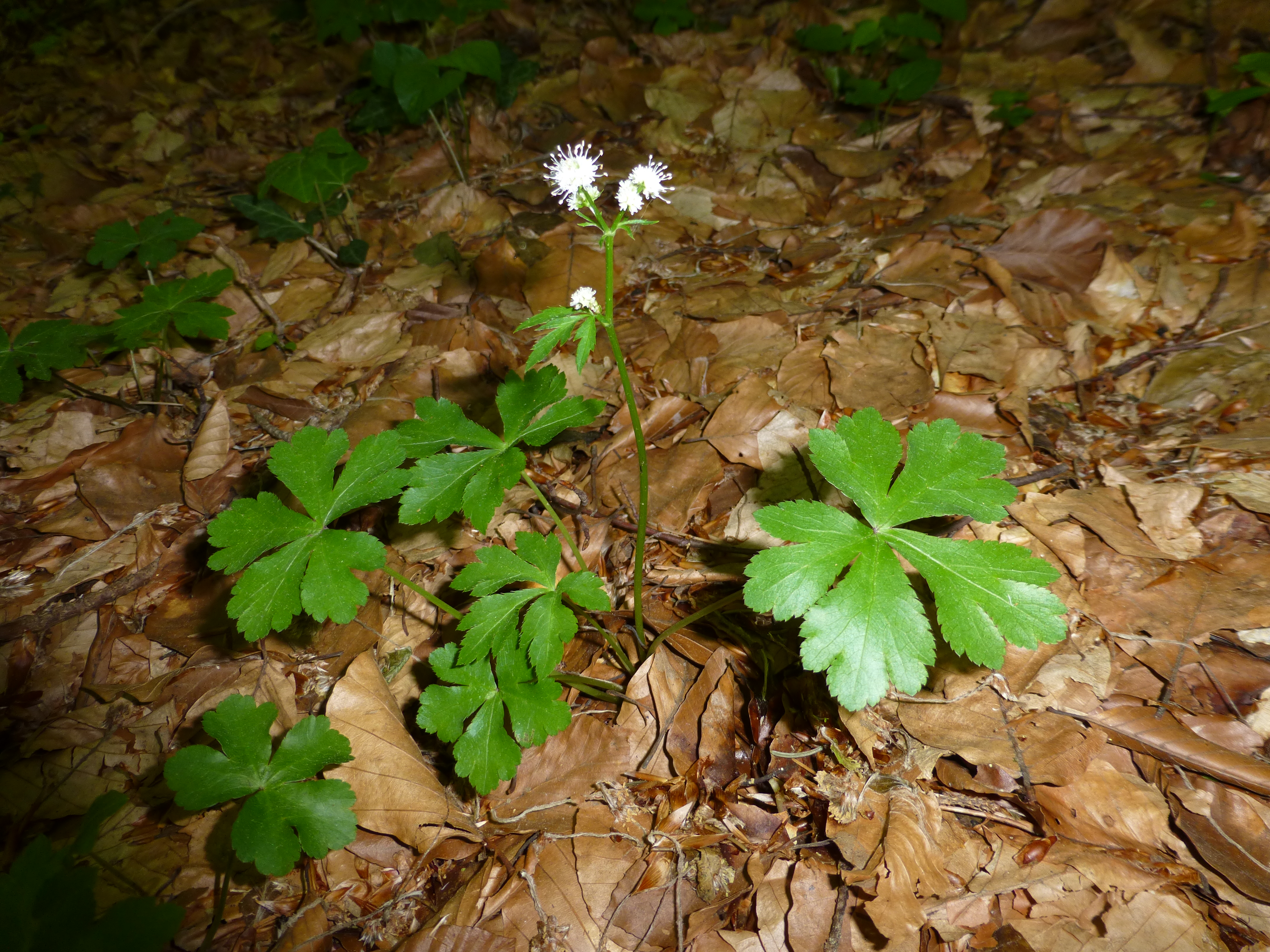 16052013161430 483 art 486 sanicula europaea 8