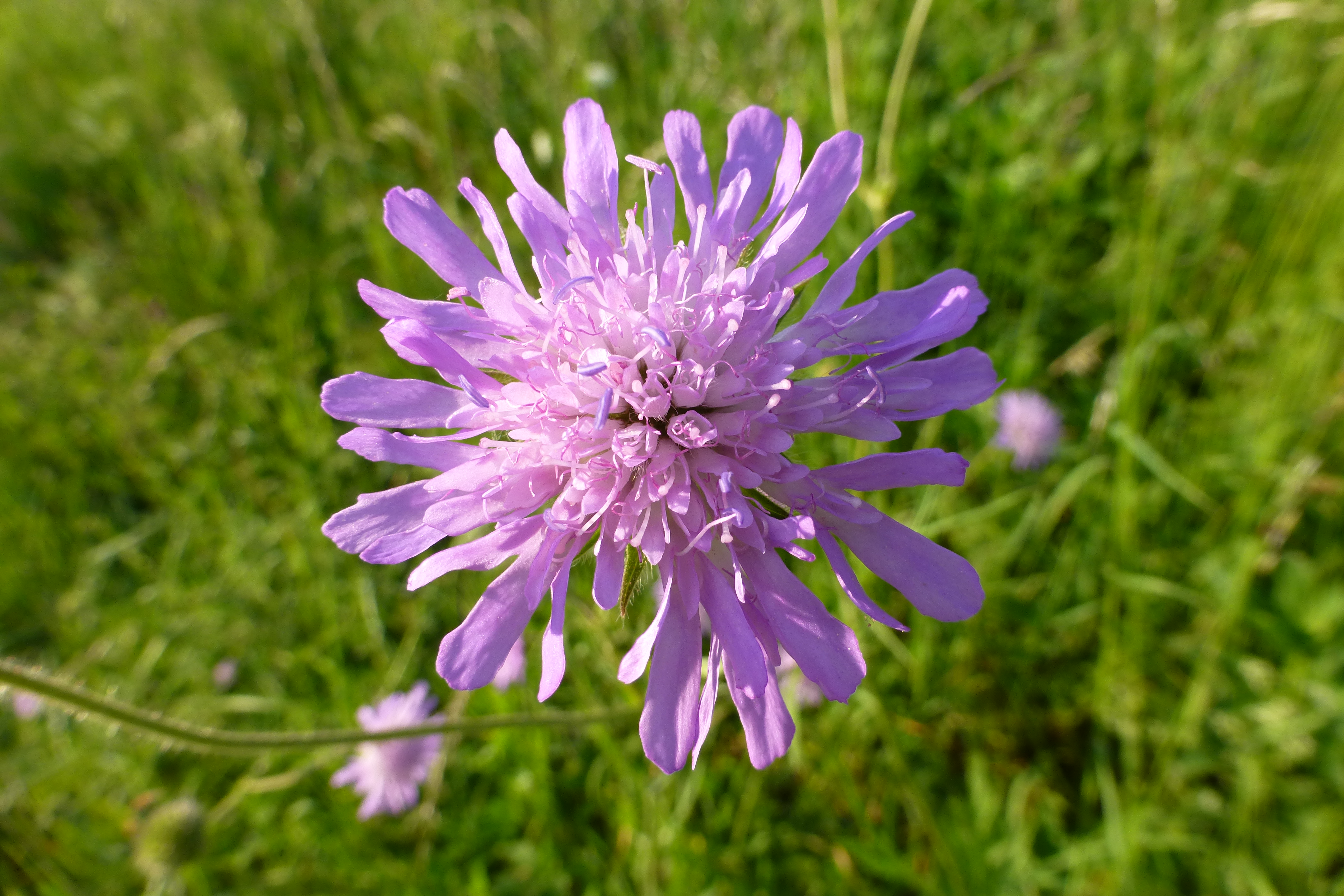 16052013161510 484 art 495 knautia arvensis