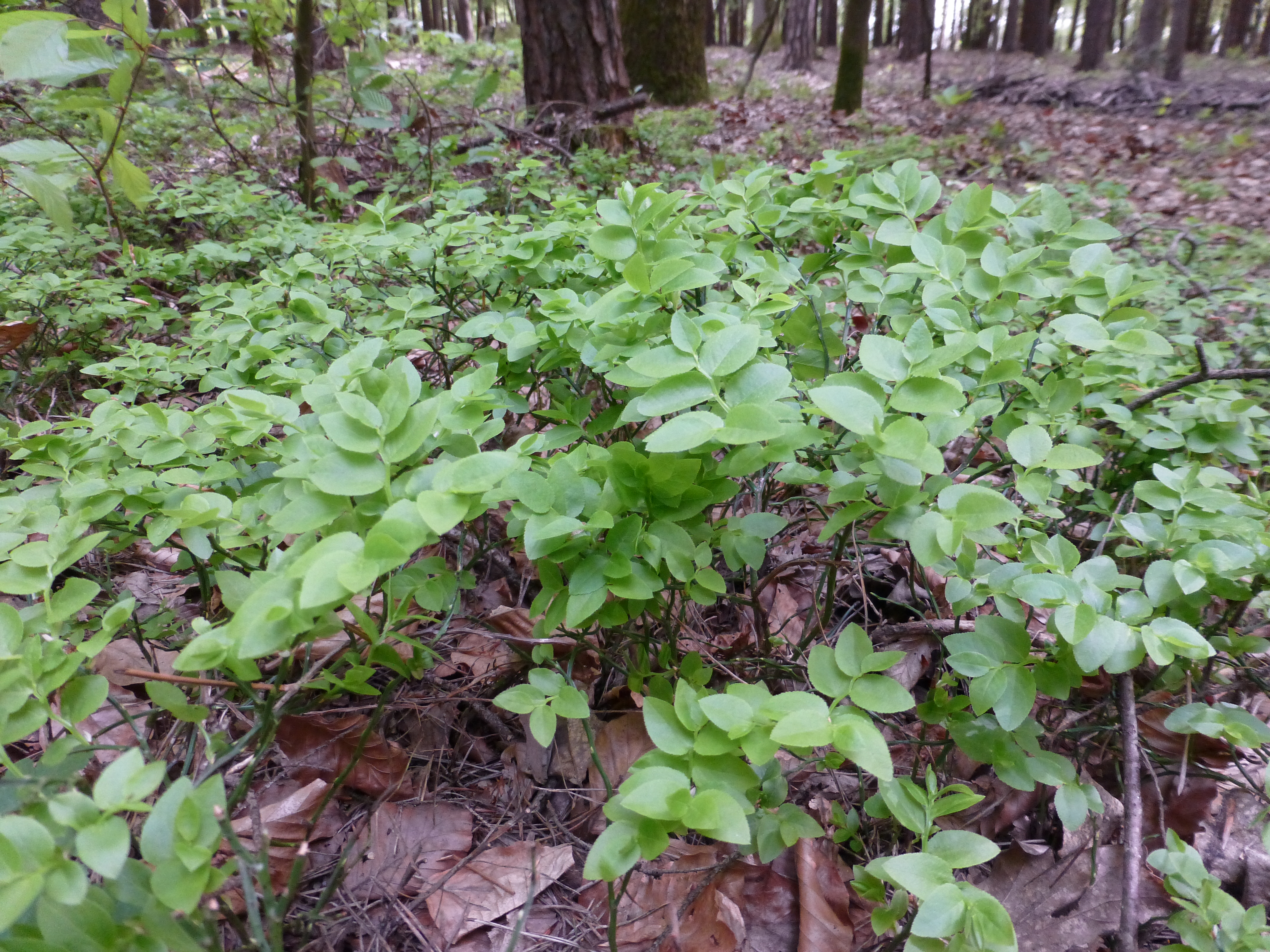 16052013161745 486 art 481 vaccinium myrtillus 4