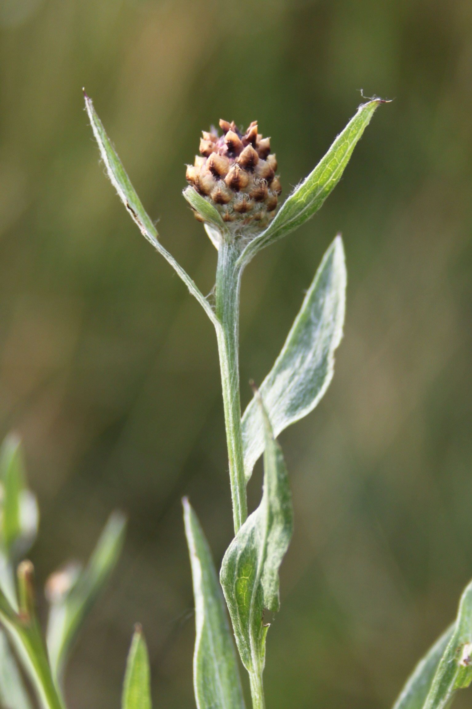 16052013162104 487 art 496 centaurea jacea angustifolia 2