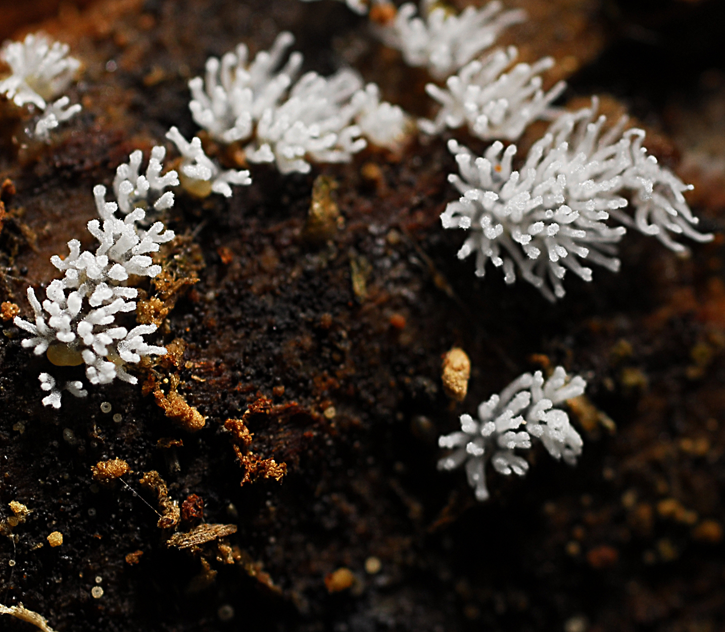 16052013164416 490 art 568 6023 ceratiomyxa fruticulosa var. fruticulosa 105 kopie
