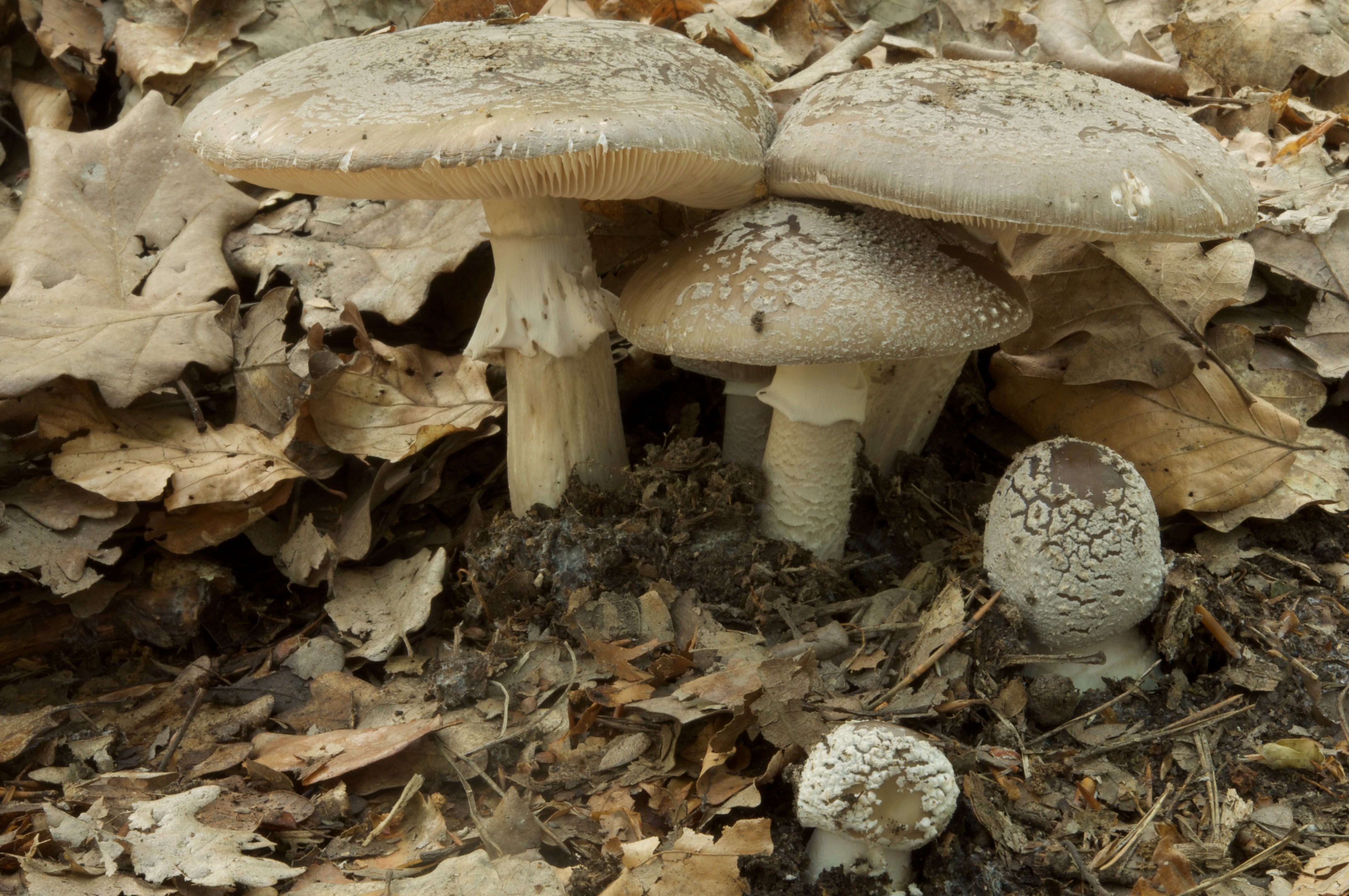 16052018210058 3636 art 2189 2009 05 17 hebalm 26. august 2007 070