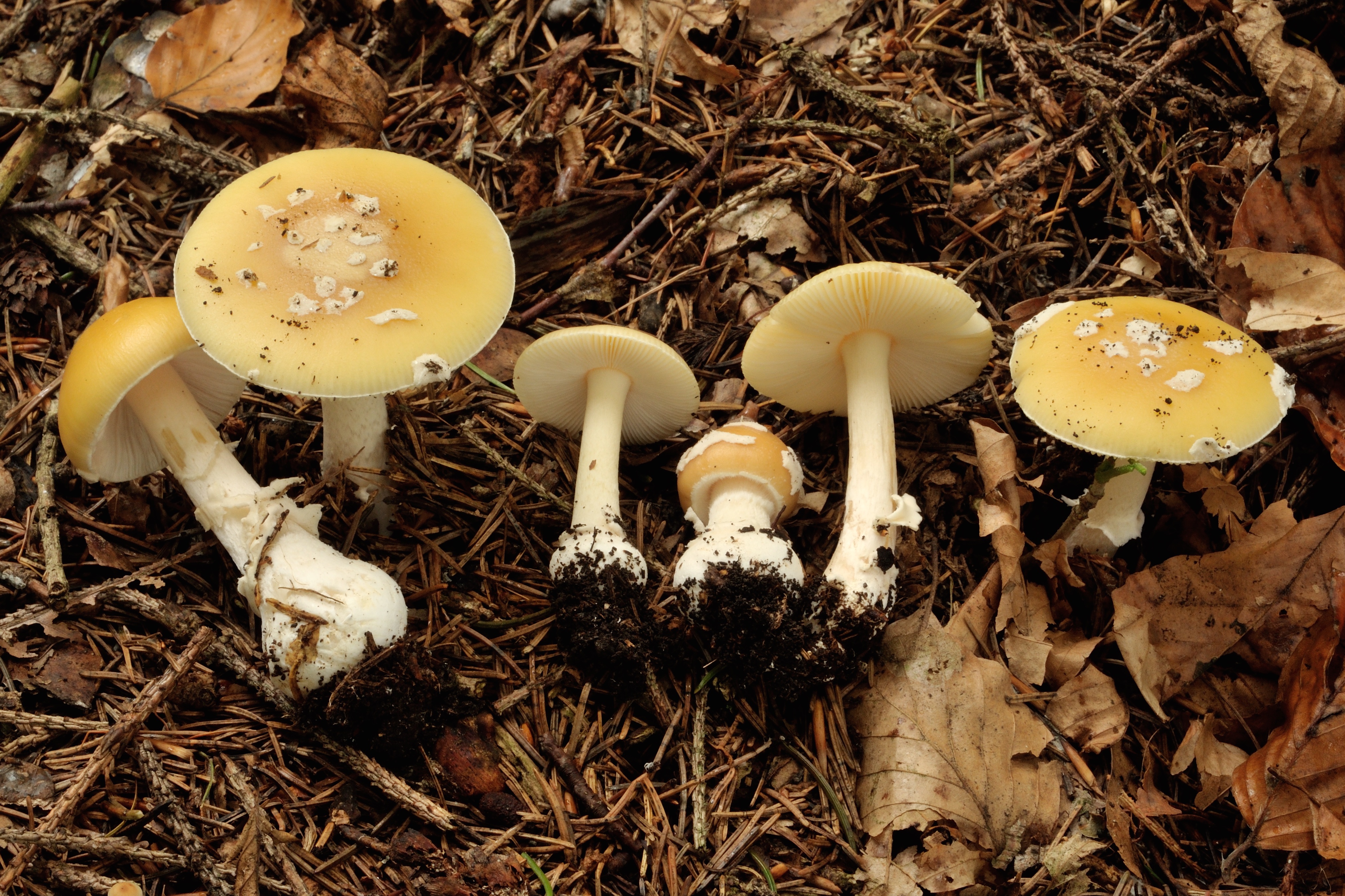 16052018210936 3637 art 2190 2014 09 06 deutschfeistritz adriach 049