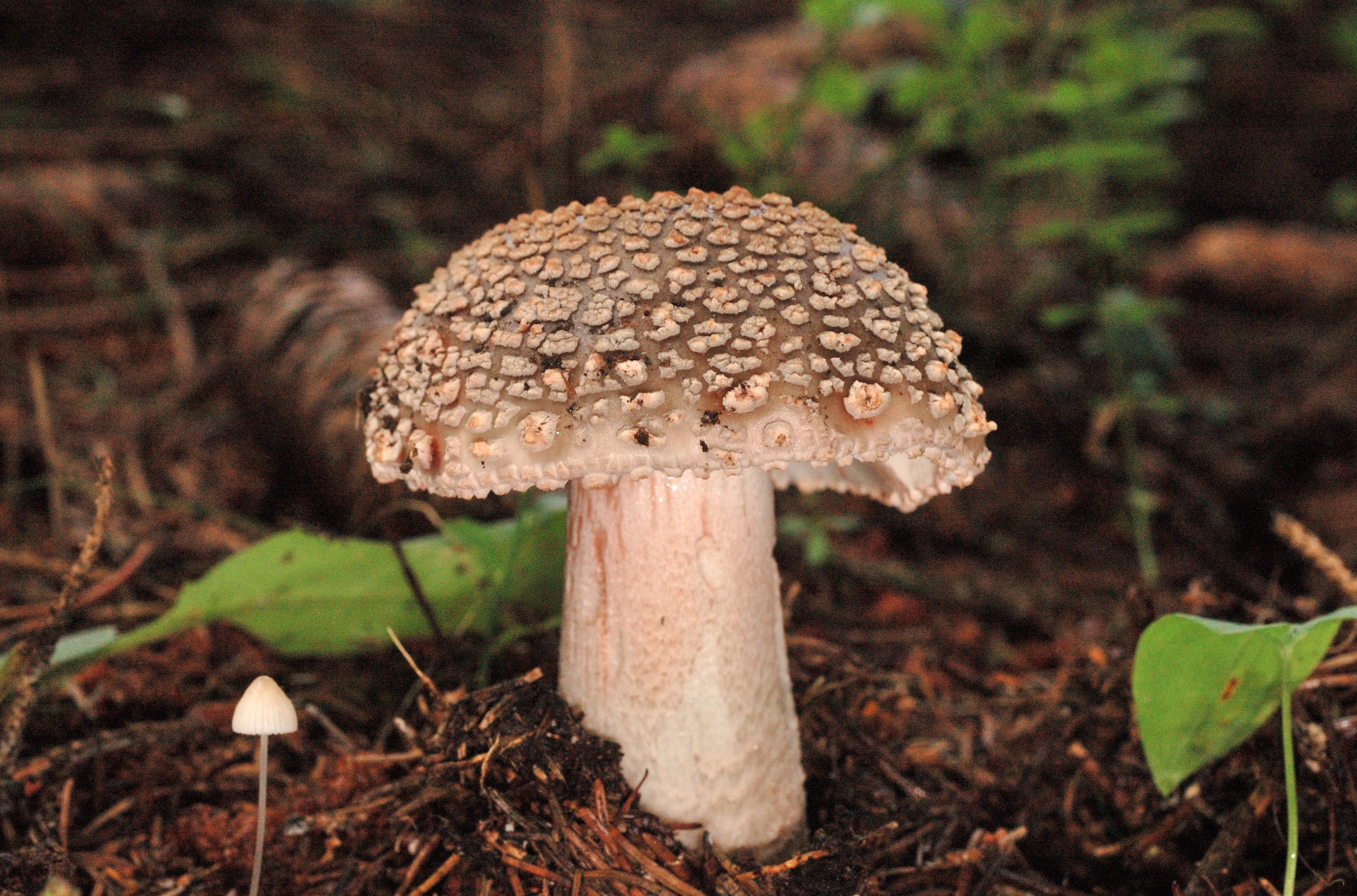 16052018211619 3638 art 2191 dsc 0302