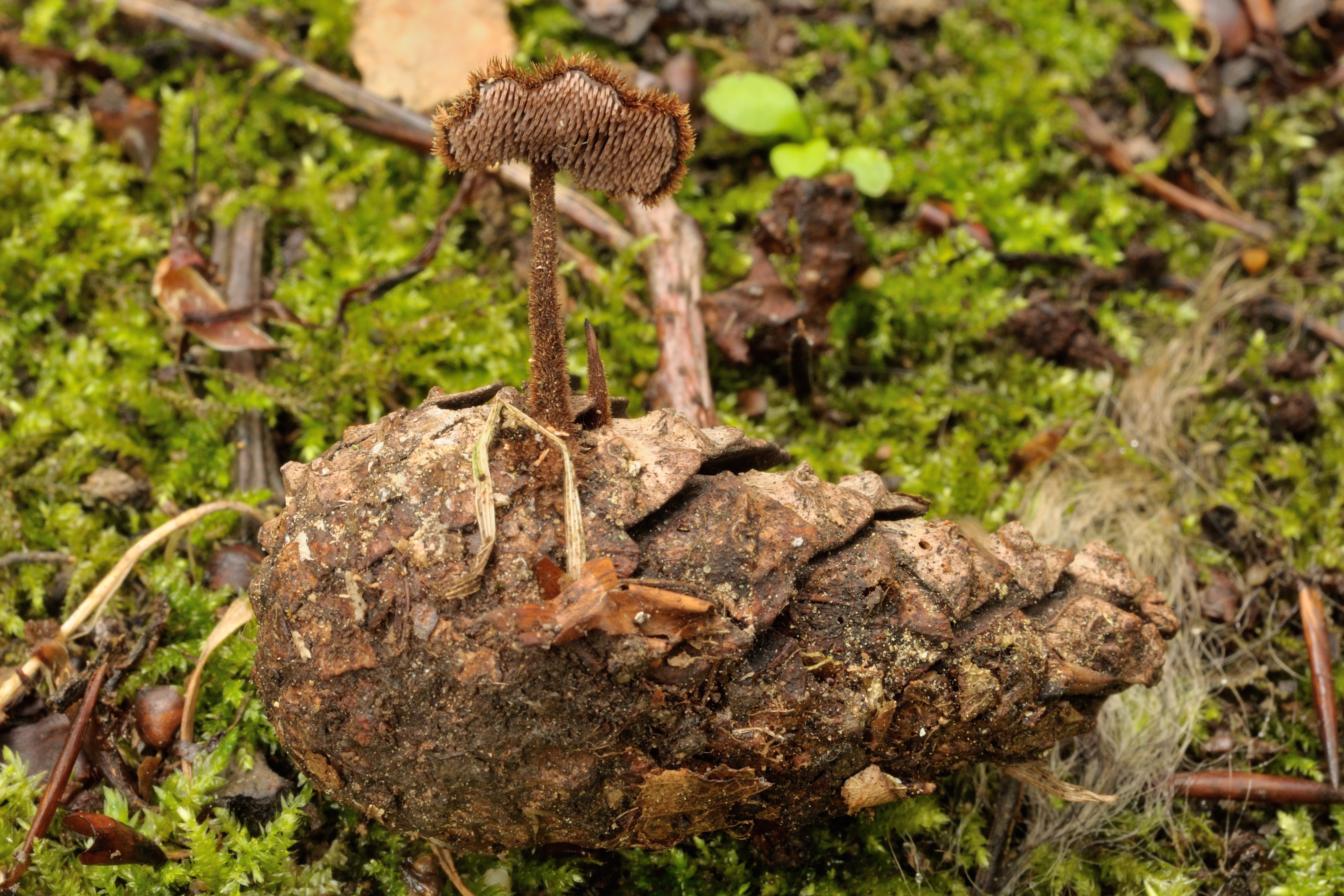 16052018212757 3639 art 2192 auriscalpium vulgare ohrloffelstacheling