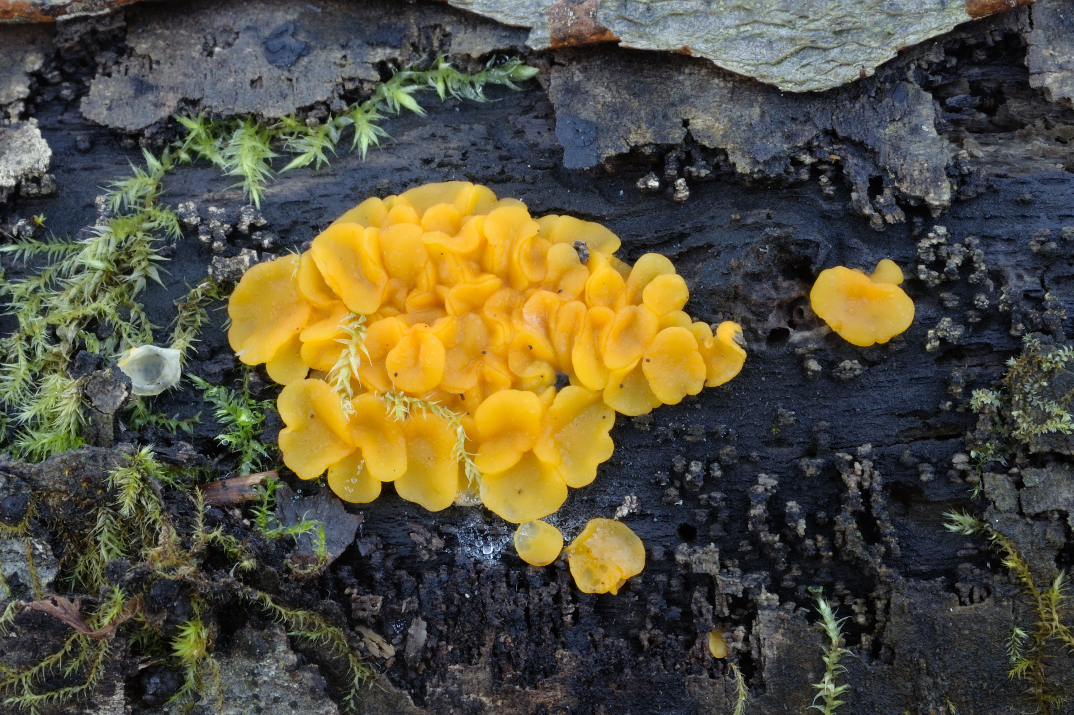 16052018213947 3640 art 2193 bisporella citrina zitronengelbes reisigbecherchen