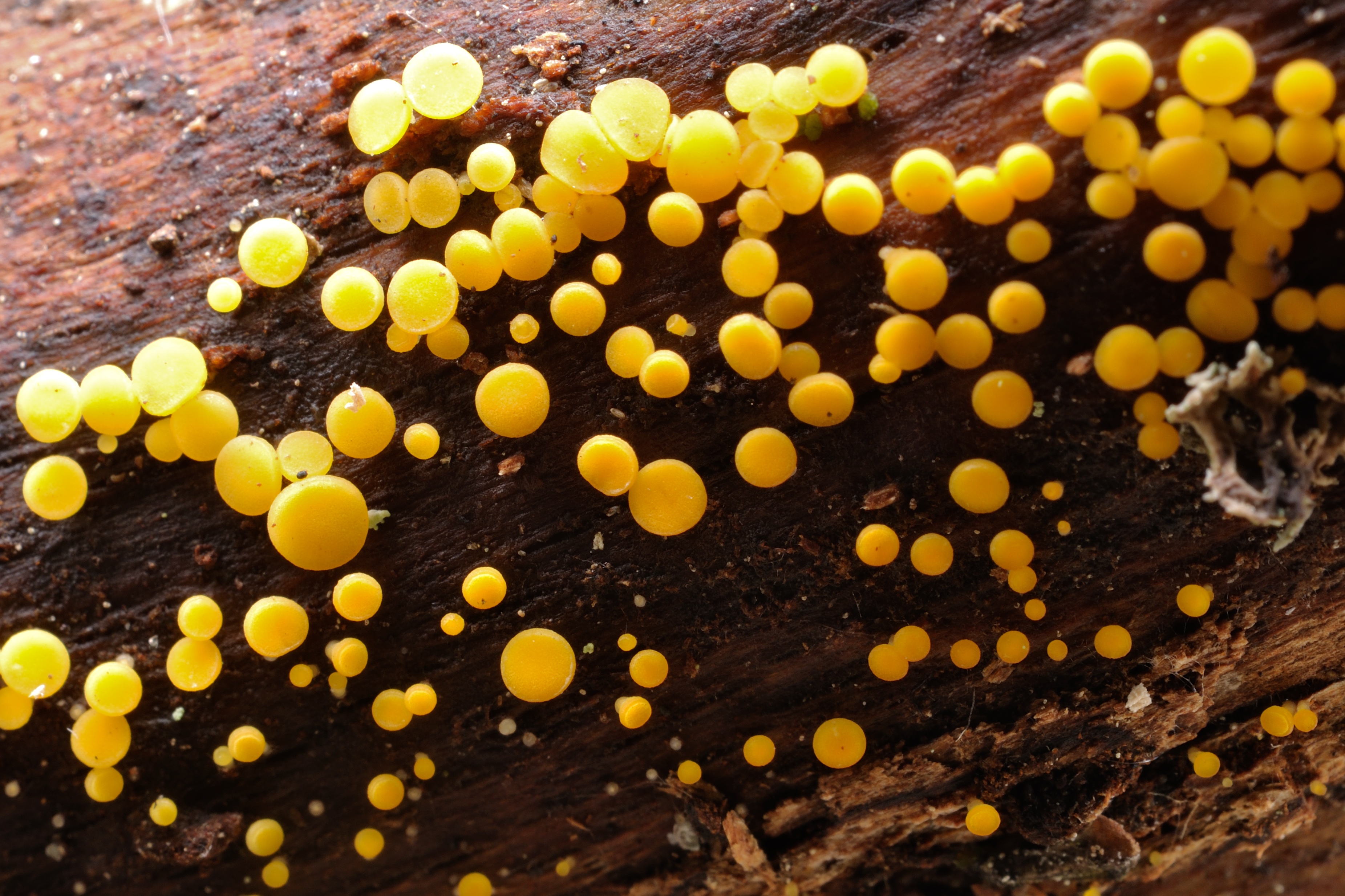 16052018214104 3641 art 2193 bisporella citrina