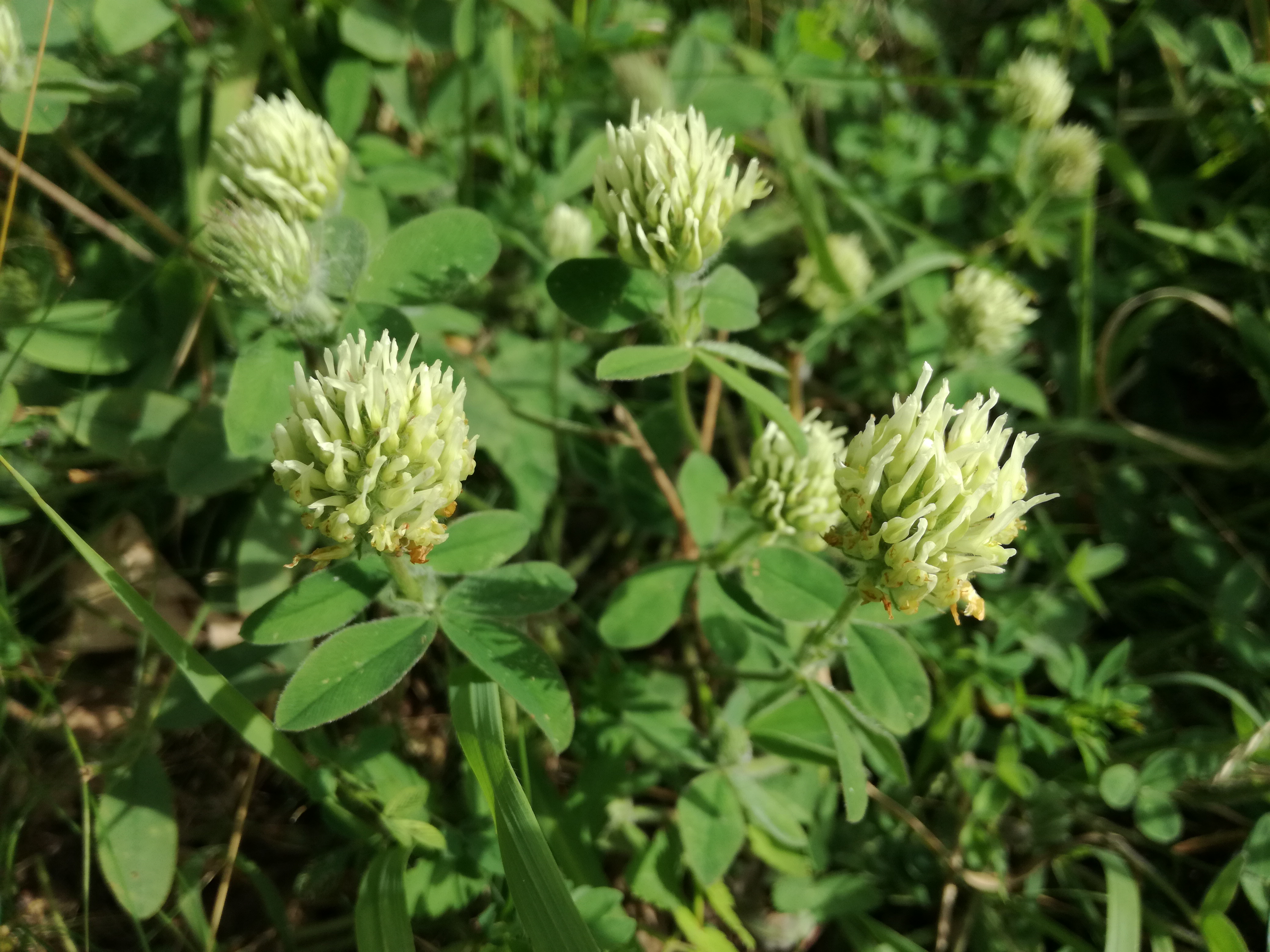 16062018125311 3749 art 1755 img 20180612 084443