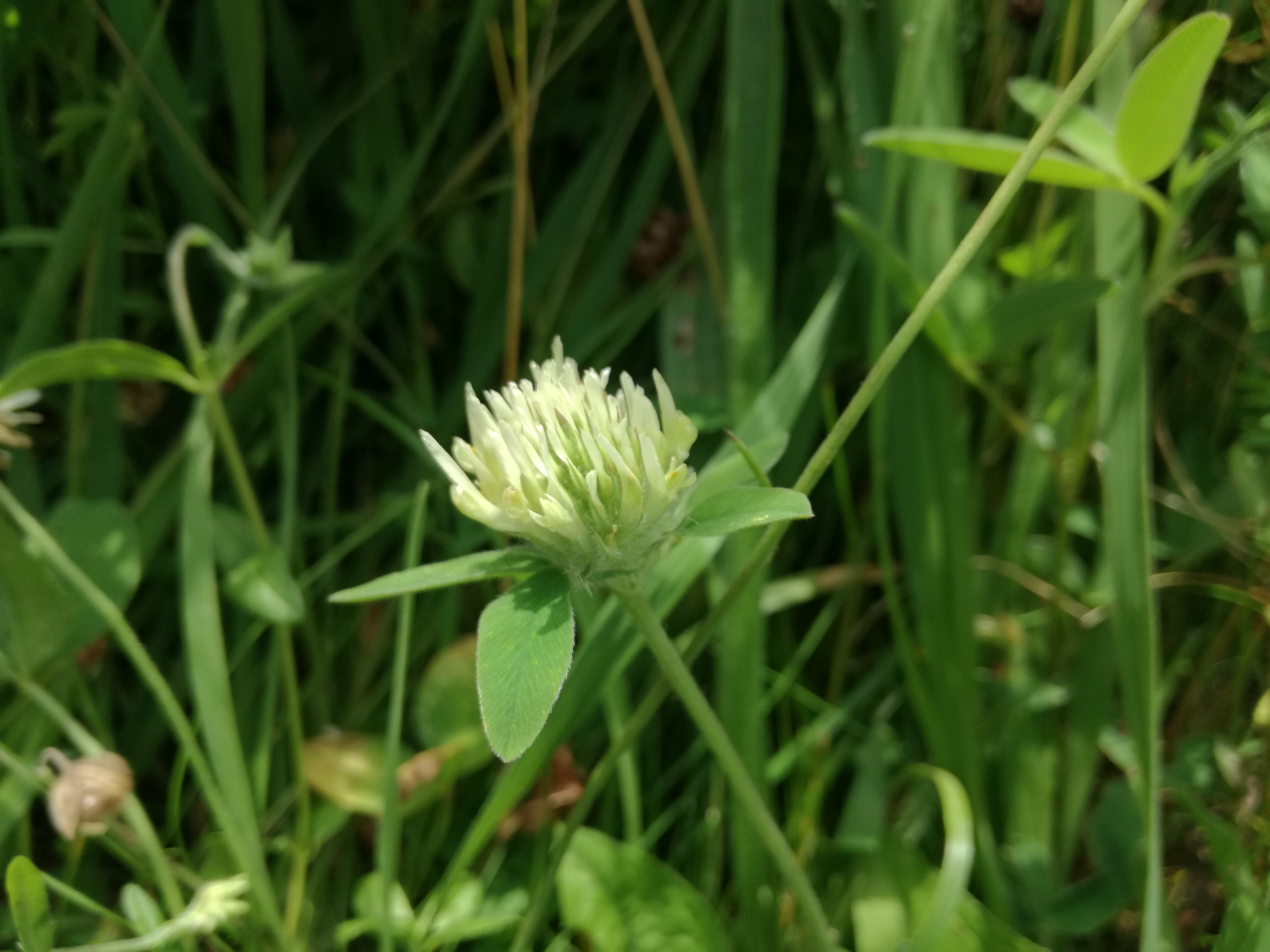 16062018125408 3750 art 1755 img 20180612 084503 1