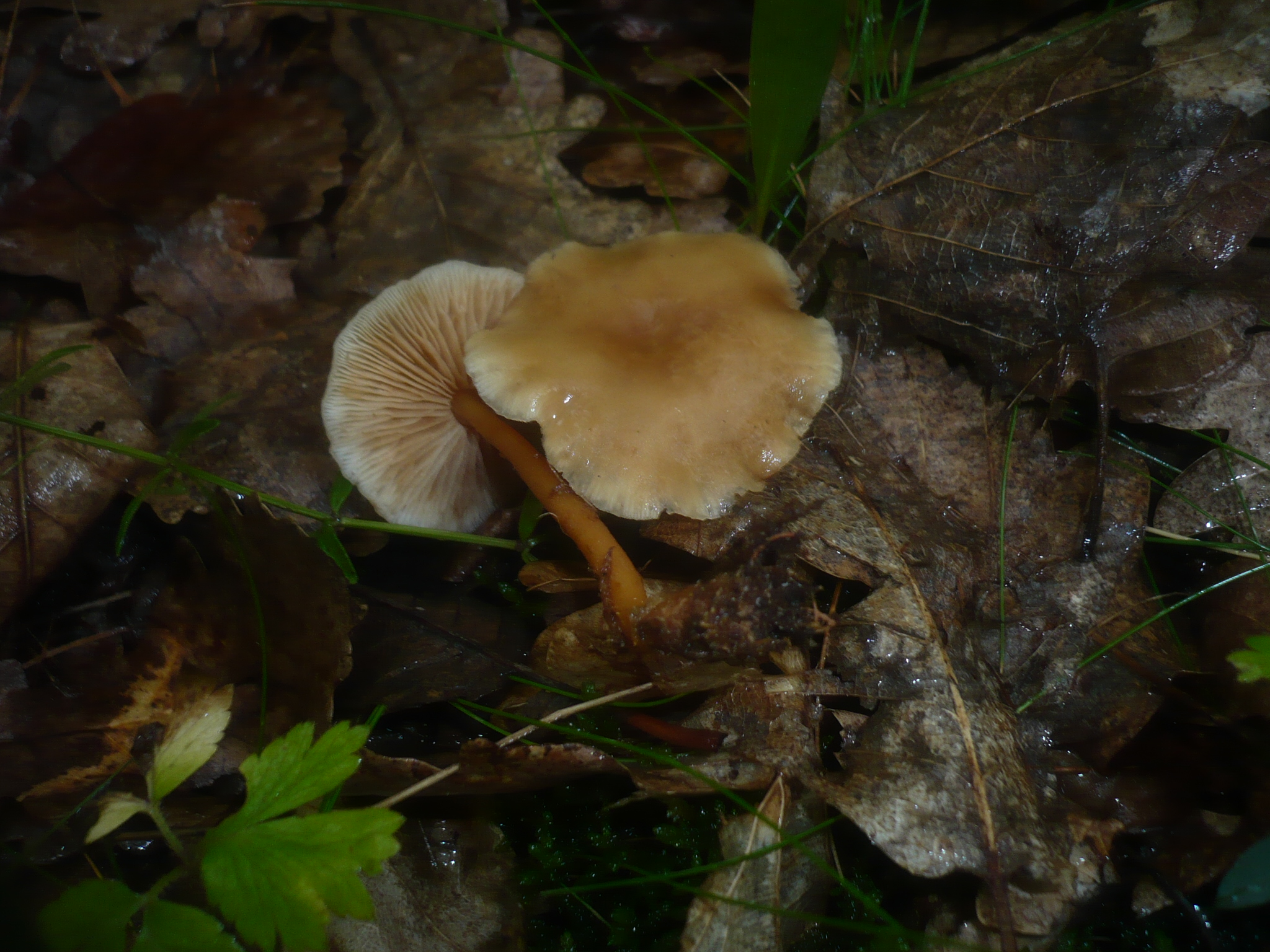 16062018153201 3751 art 2249 collybia aquosa1.mannersdorf an der rabnitz.fohrenriegel