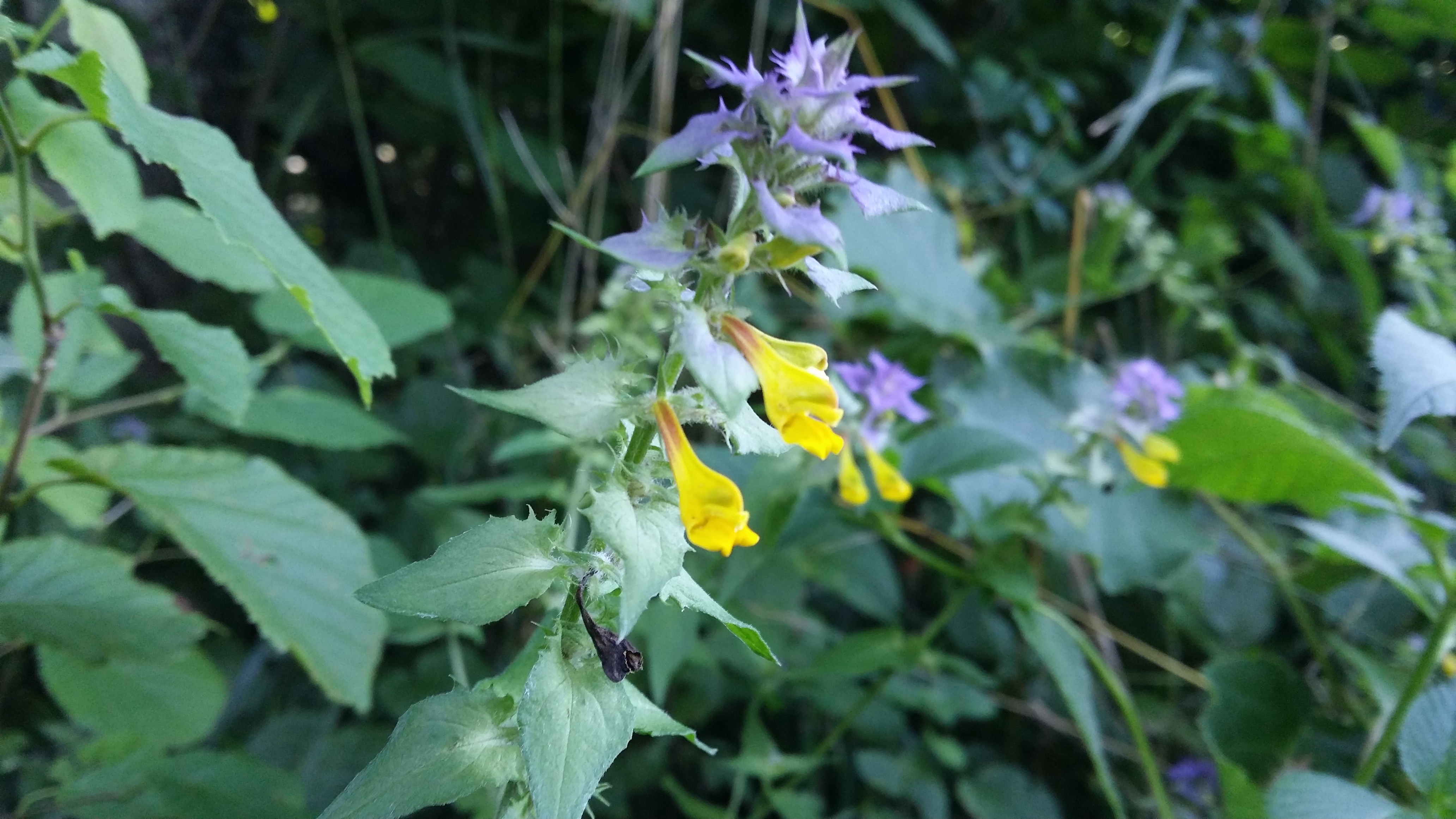 16072016205747 2866 art 1554 20160714 102633