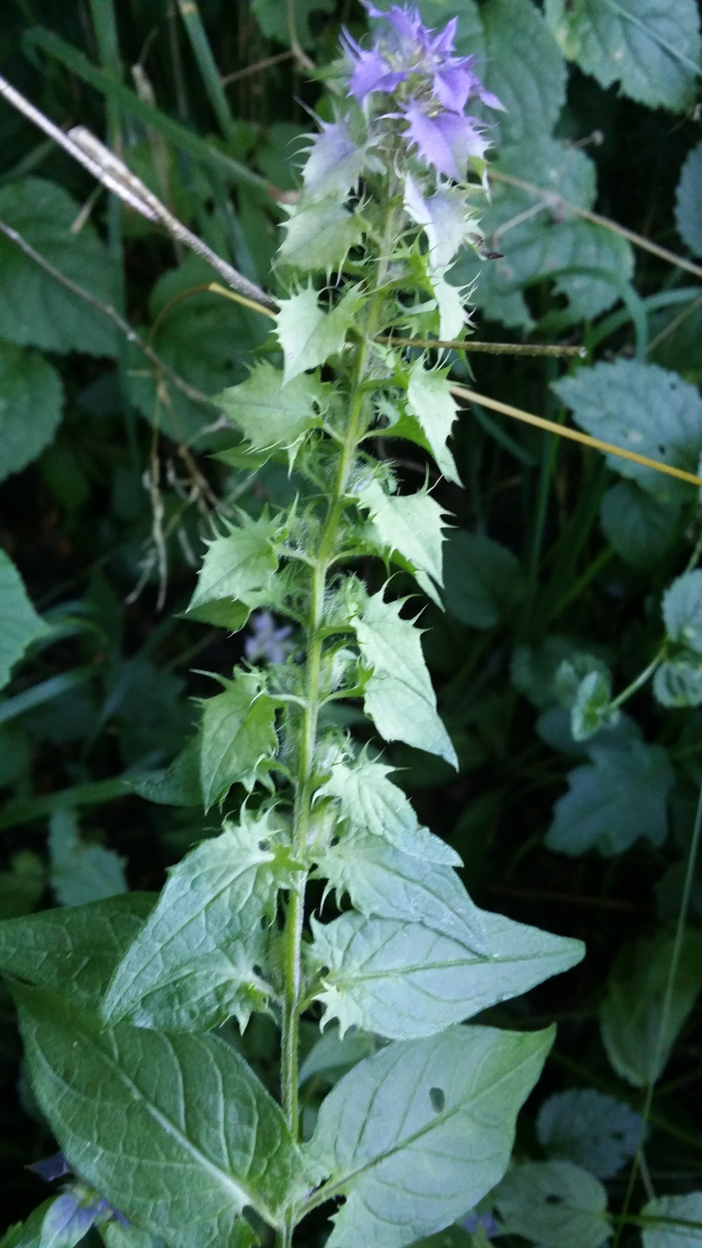 16072016205913 2867 art 1554 20160714 102639