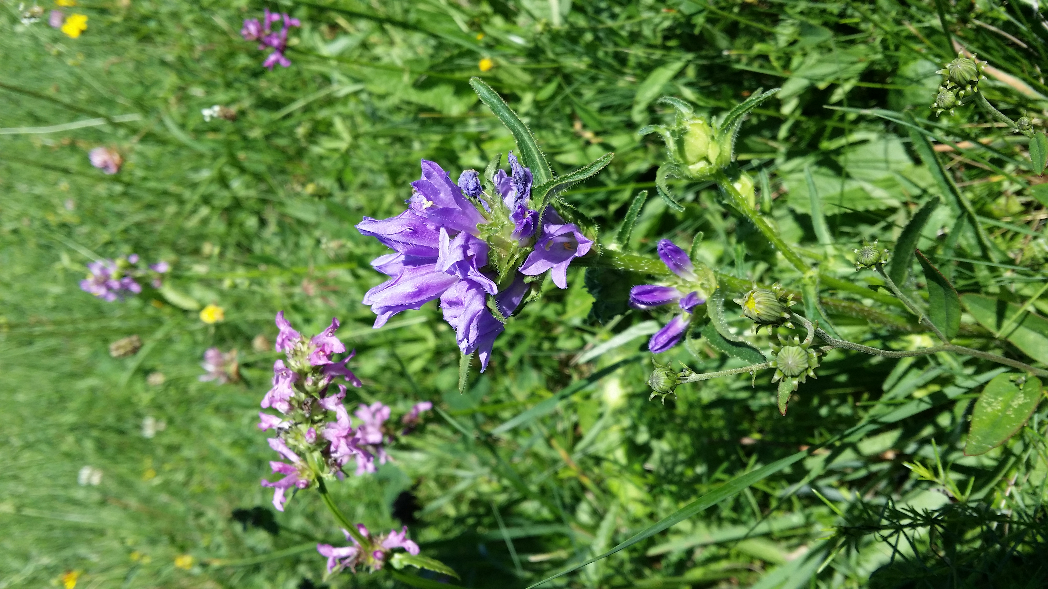 16072016210830 2868 art 1774 20160714 105238