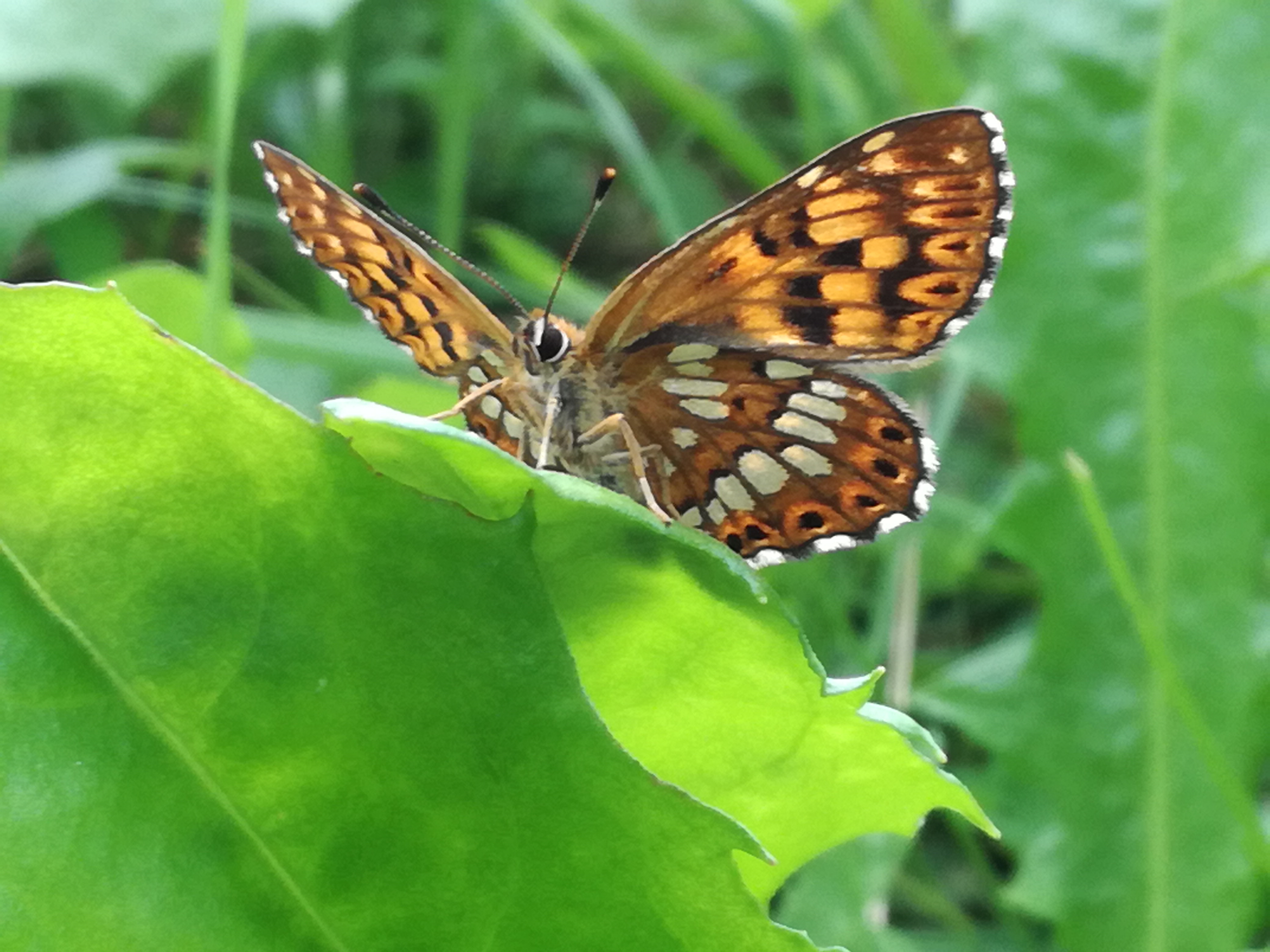 16072018215325 3806 art 2273 img 20180708 114619