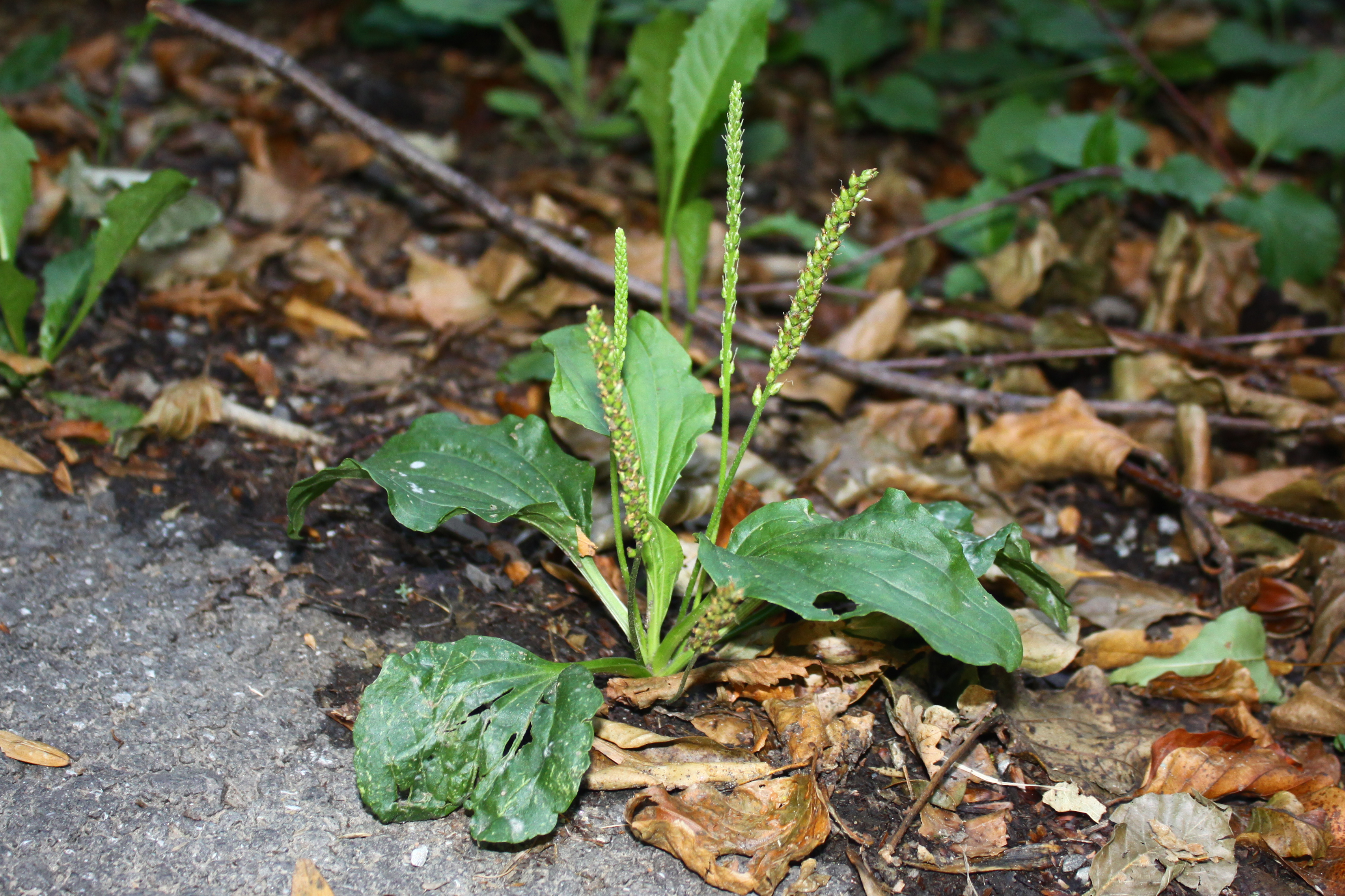 16082013074442 1434 art 1129 plantago major
