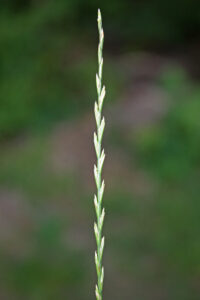 16082013075024 1435 art 1130 0 108