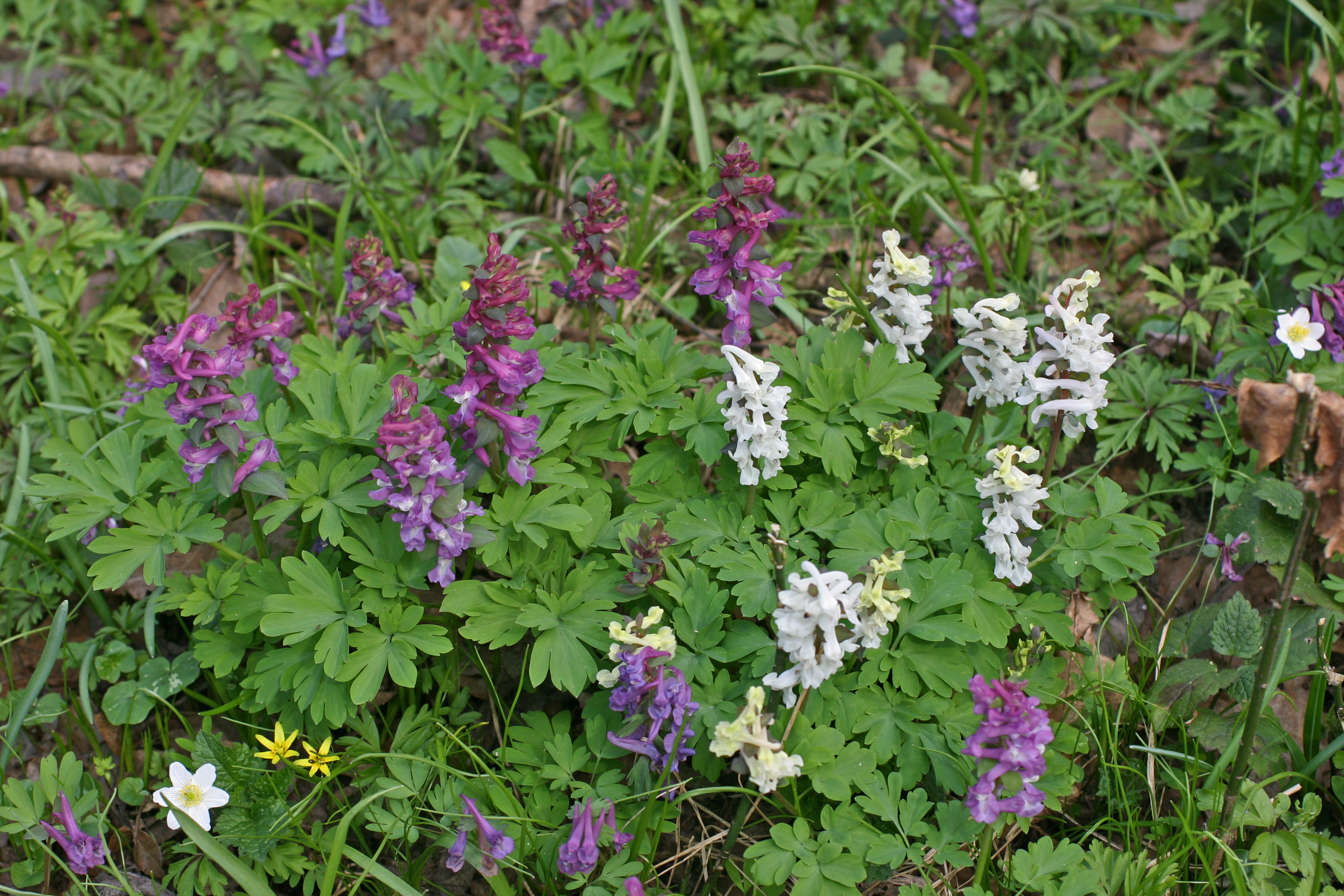 16082013075516 1436 art 233 corydalis cava