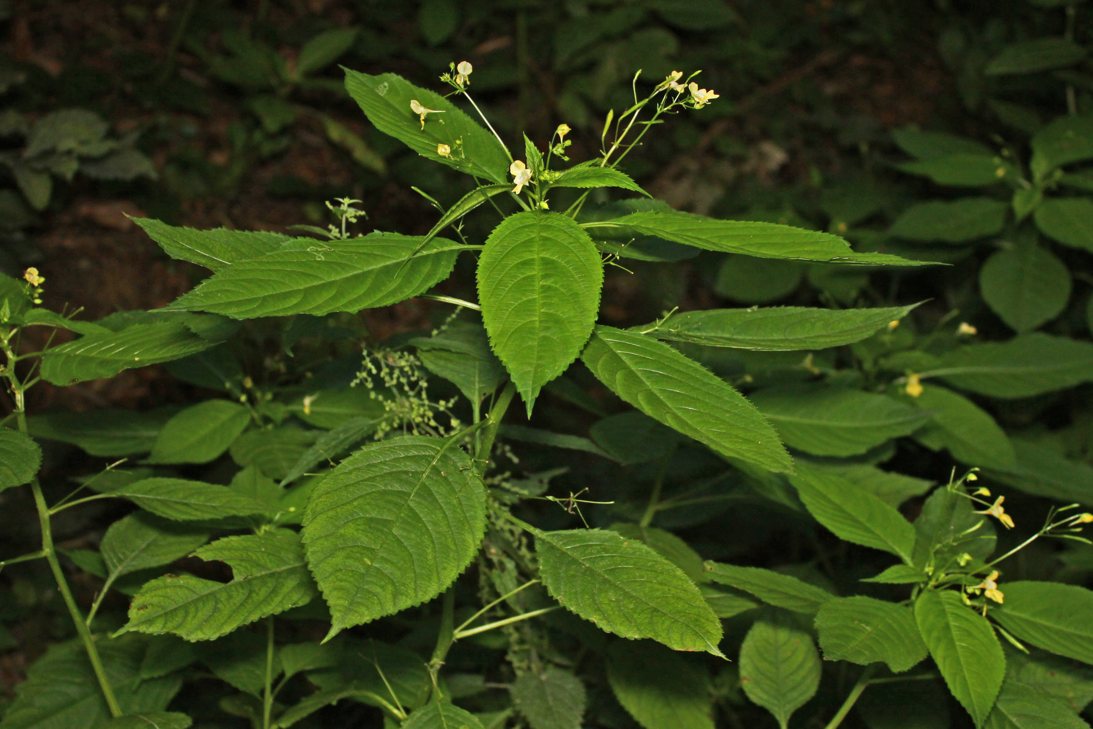 16082013080052 1437 art 572 0 371