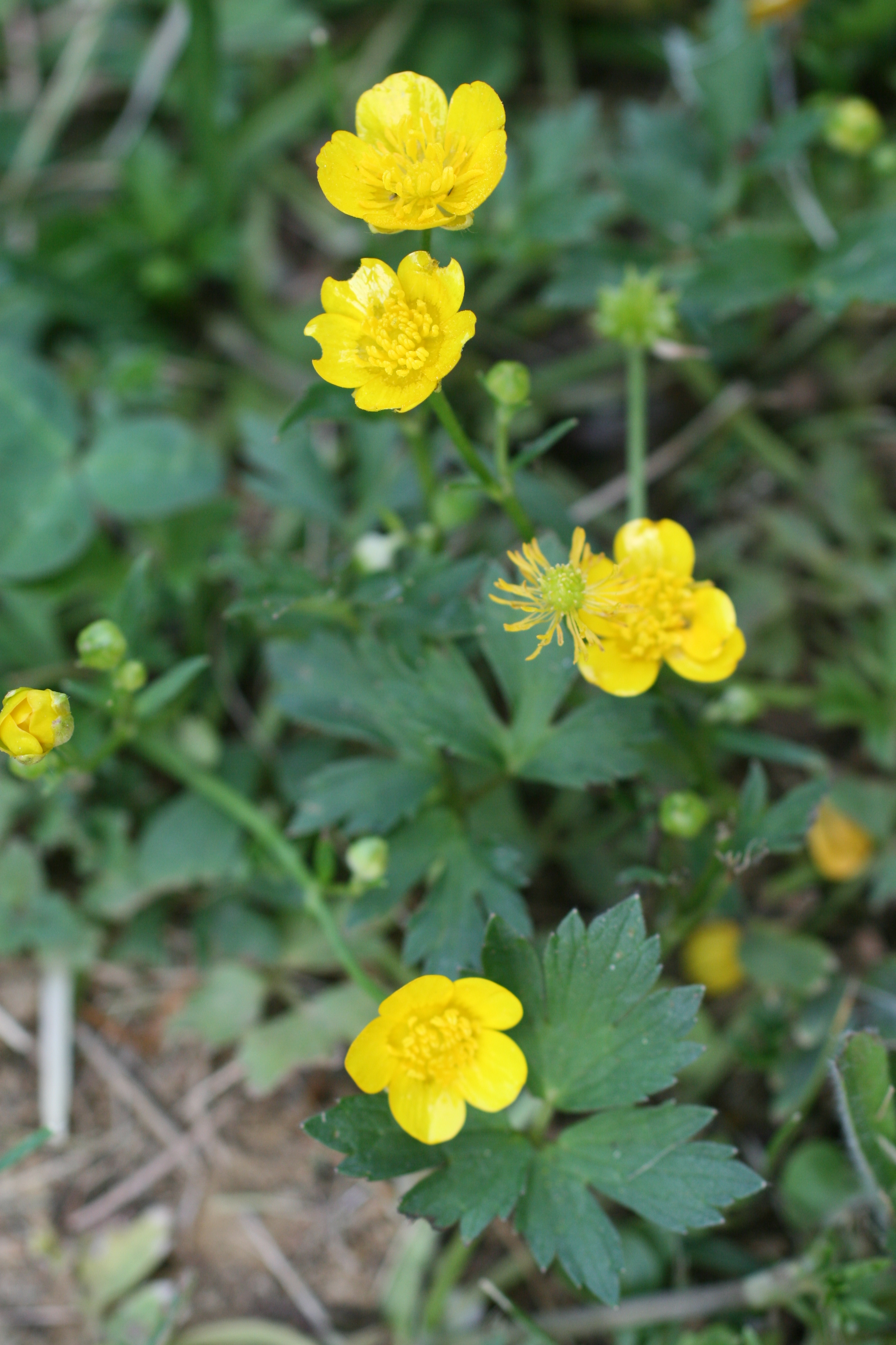 16082013080443 1438 art 1127 ranunculus repens burgfried img 7274 6