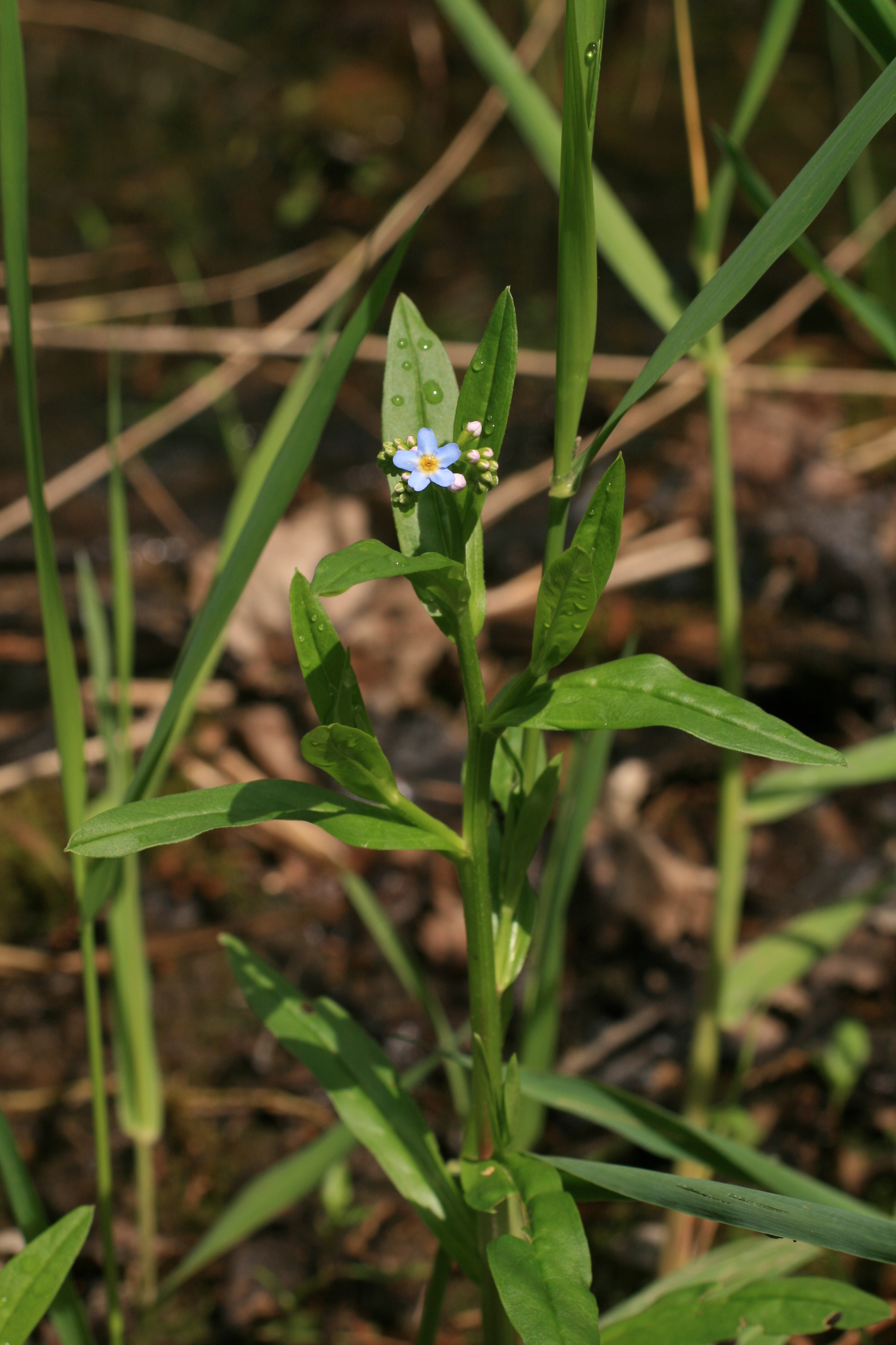 16082013082825 1441 art 331 myosotis scorpioides werndf img 7585 3