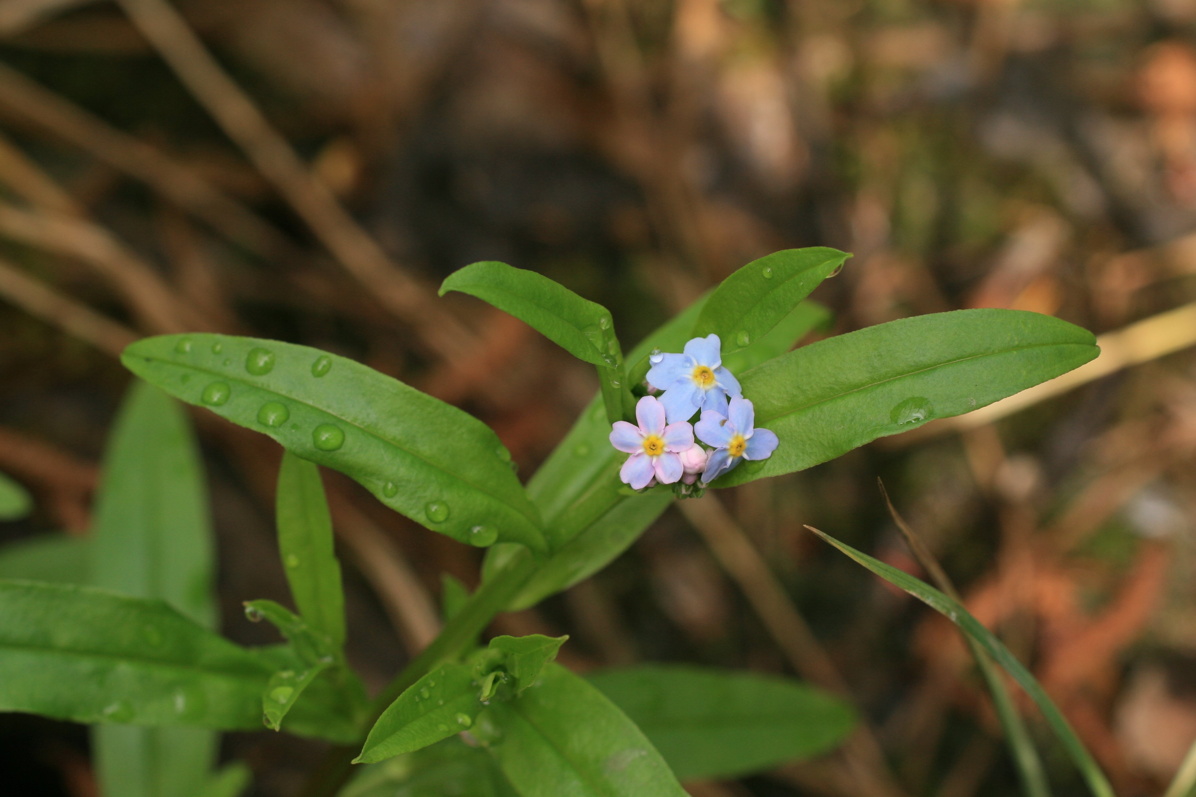 16082013083059 1442 art 331 myosotis scorpioides werndf img 7585 6
