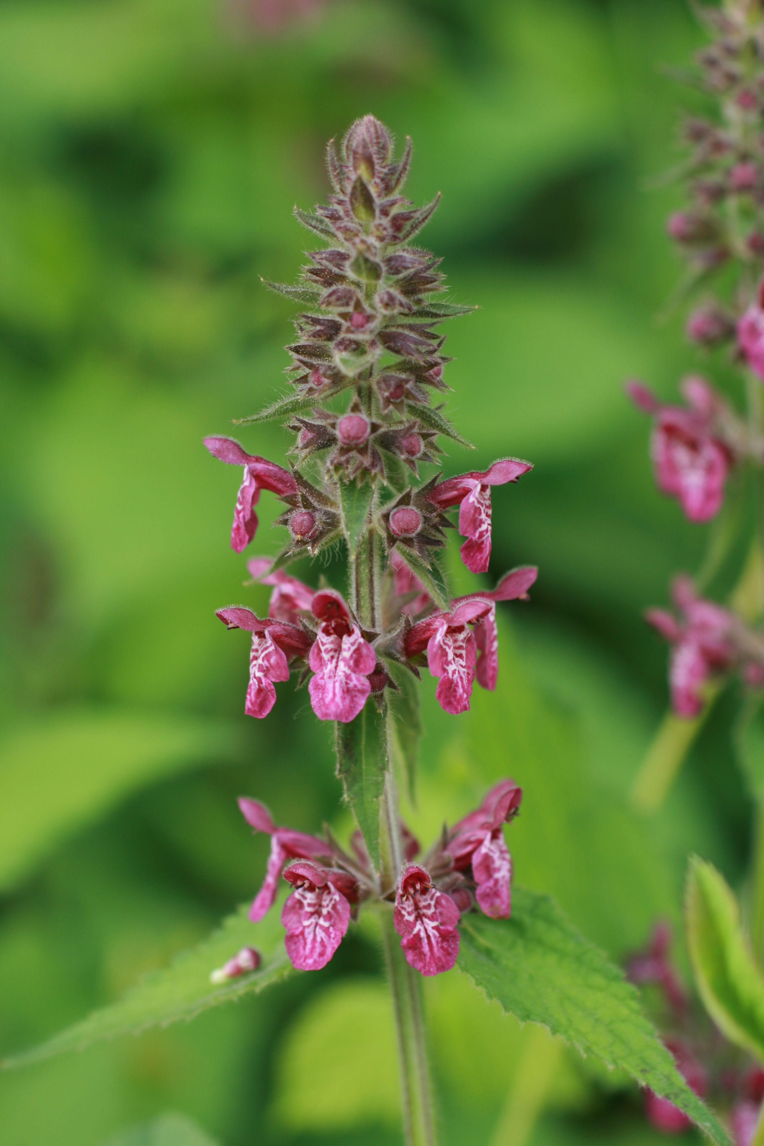 16082013090617 1443 art 319 stachys sylvatica bairkolldf bild 181