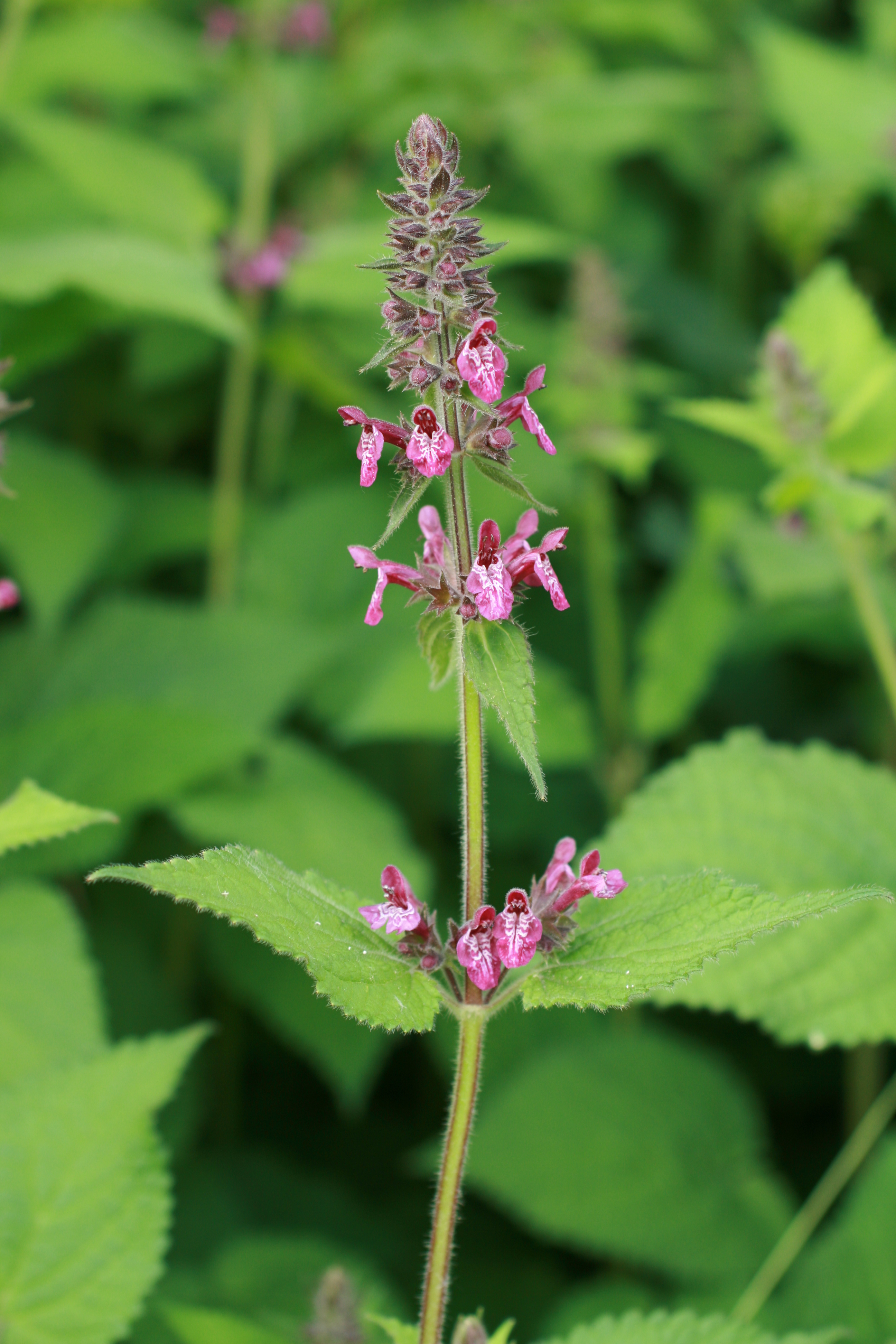 16082013090825 1444 art 319 stachys sylvatica bairkolldf bild 181 15