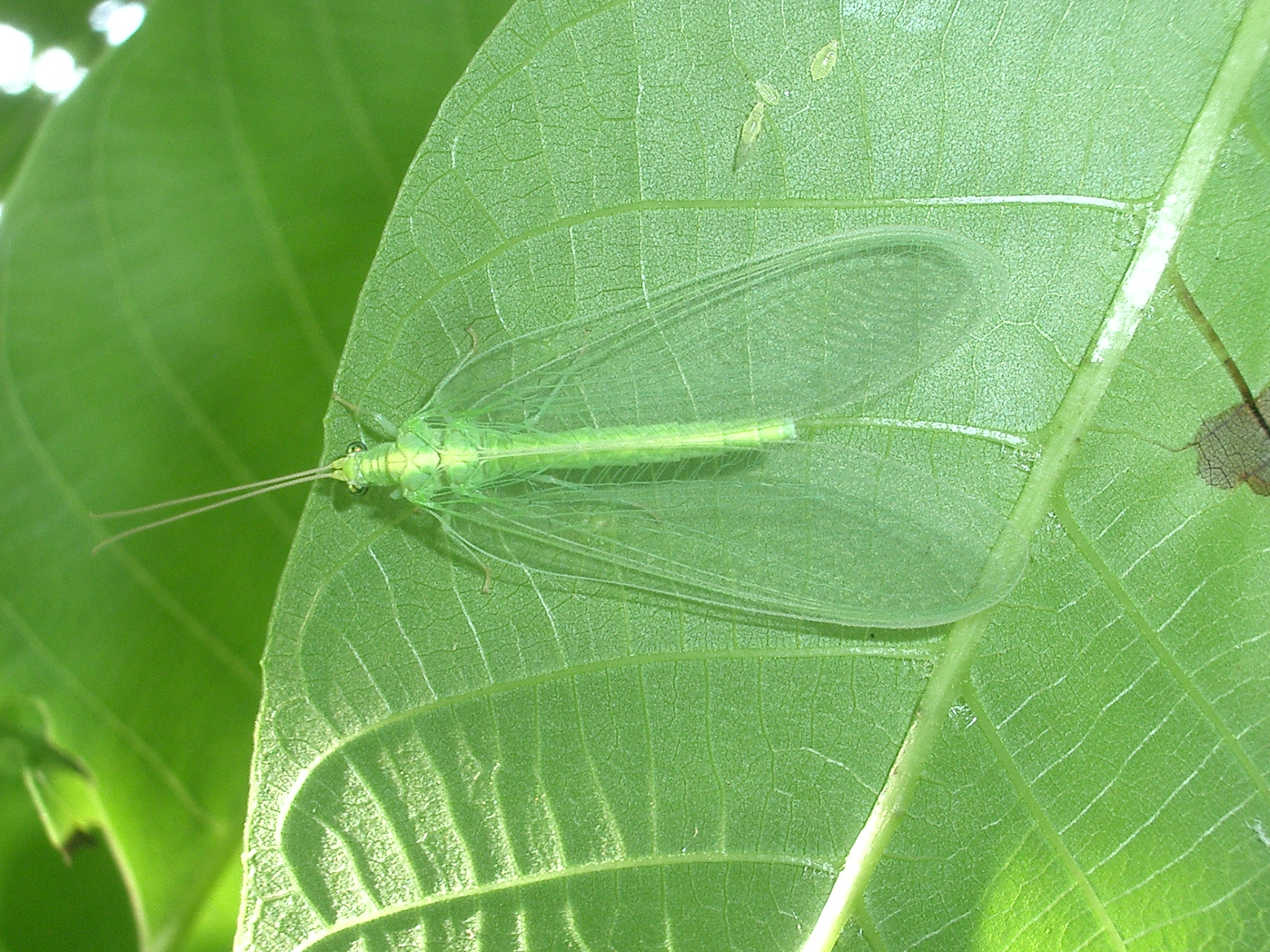 16092013110419 2082 art 898 cimg7249