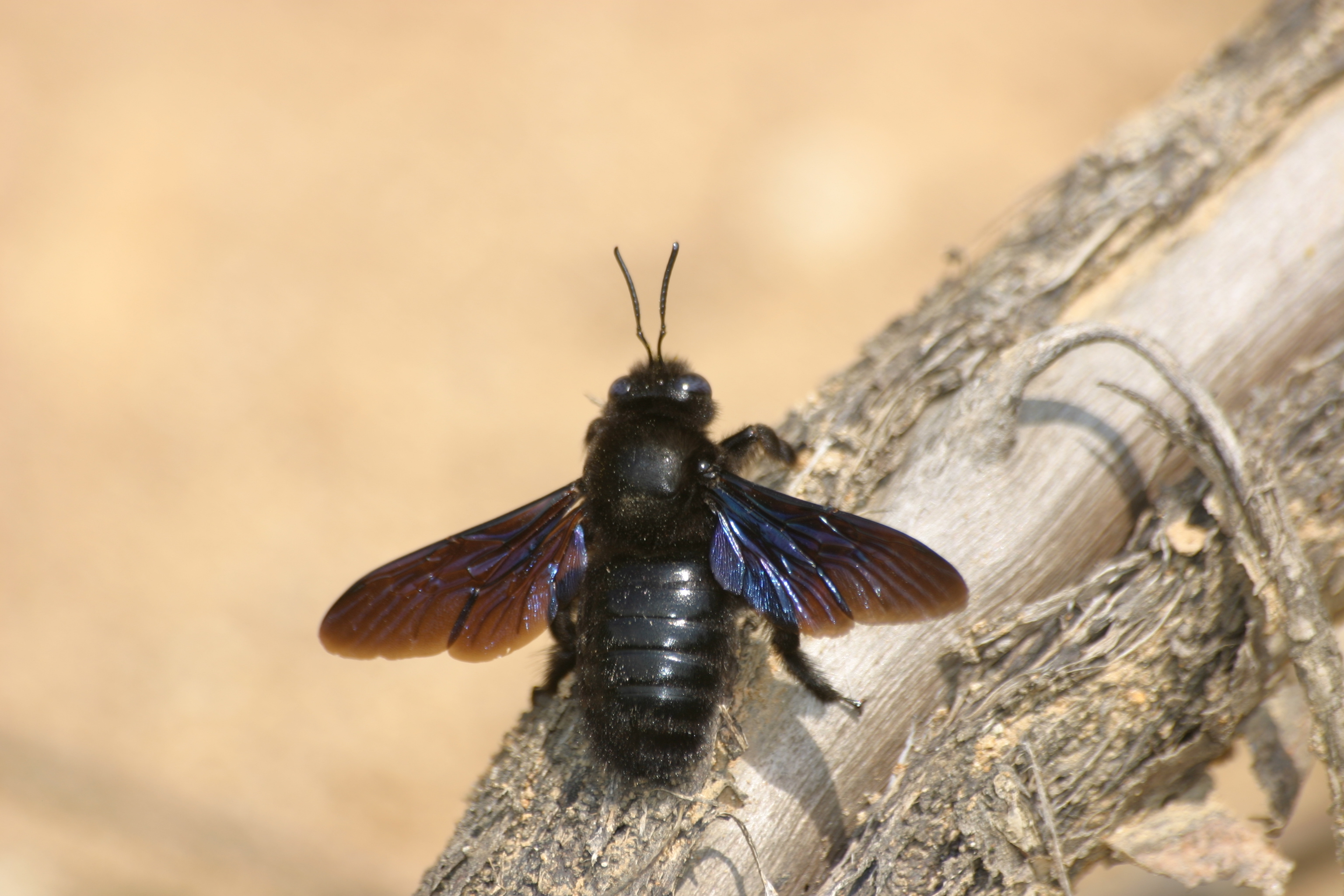 16092013175630 2086 art 1394 holzbiene glbgkg img 8568 2