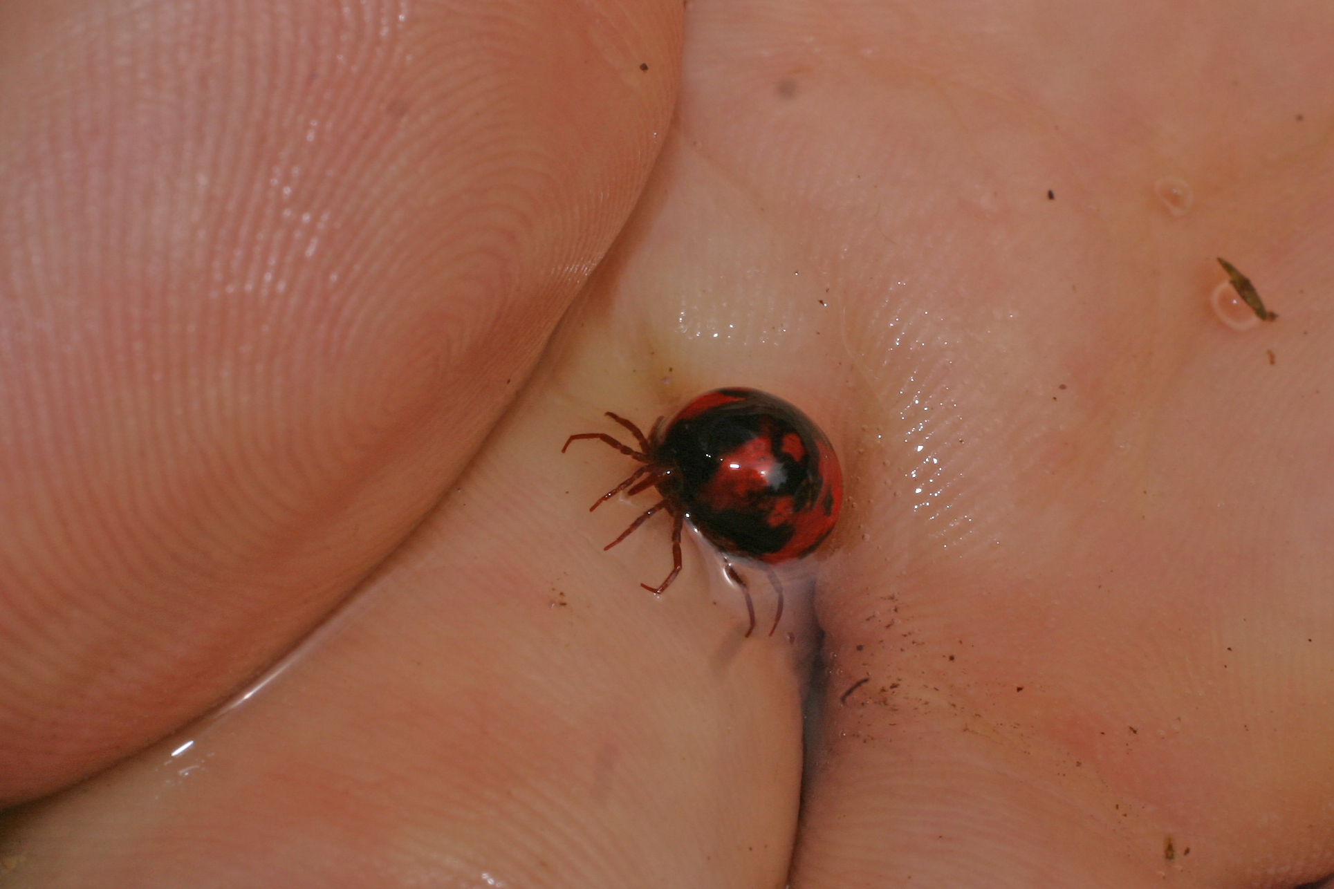 16092013180722 2088 art 1400 wassermilbe sicheldfsud reg img 9418 3