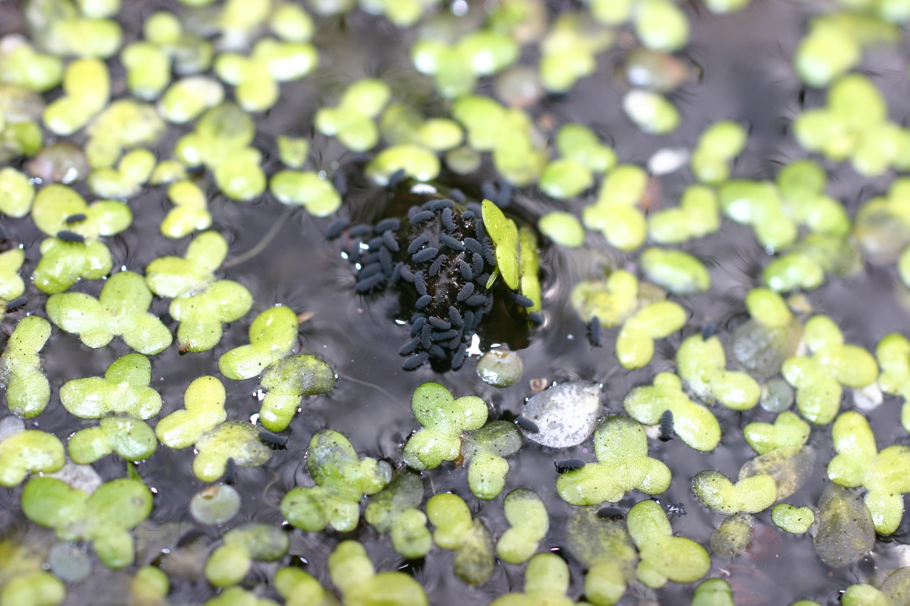 16092013181111 2089 art 1401 podura aquatica werndf img 6370