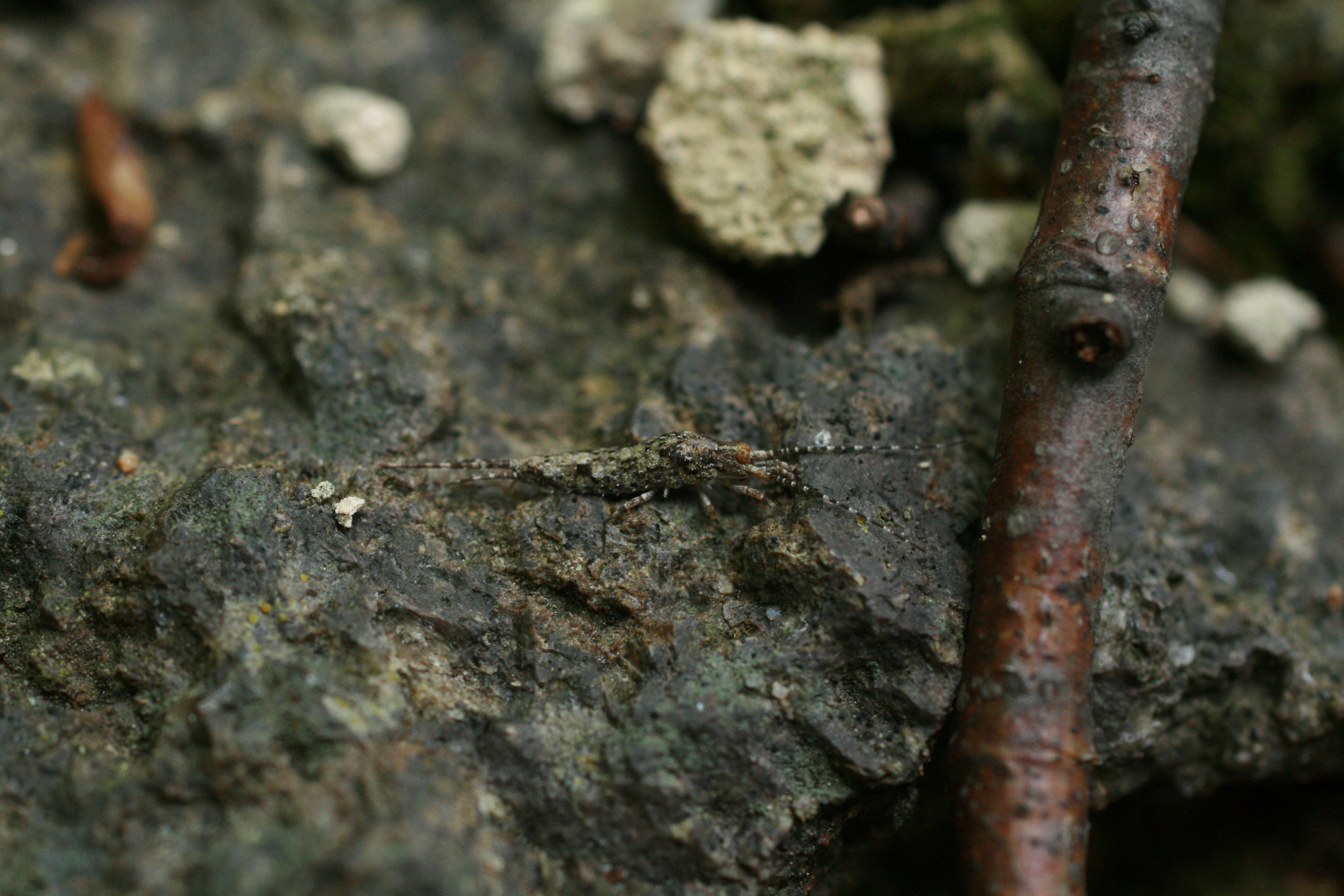 16092013181518 2090 art 1403 felsenspringer glbgkgwest bild 001 23