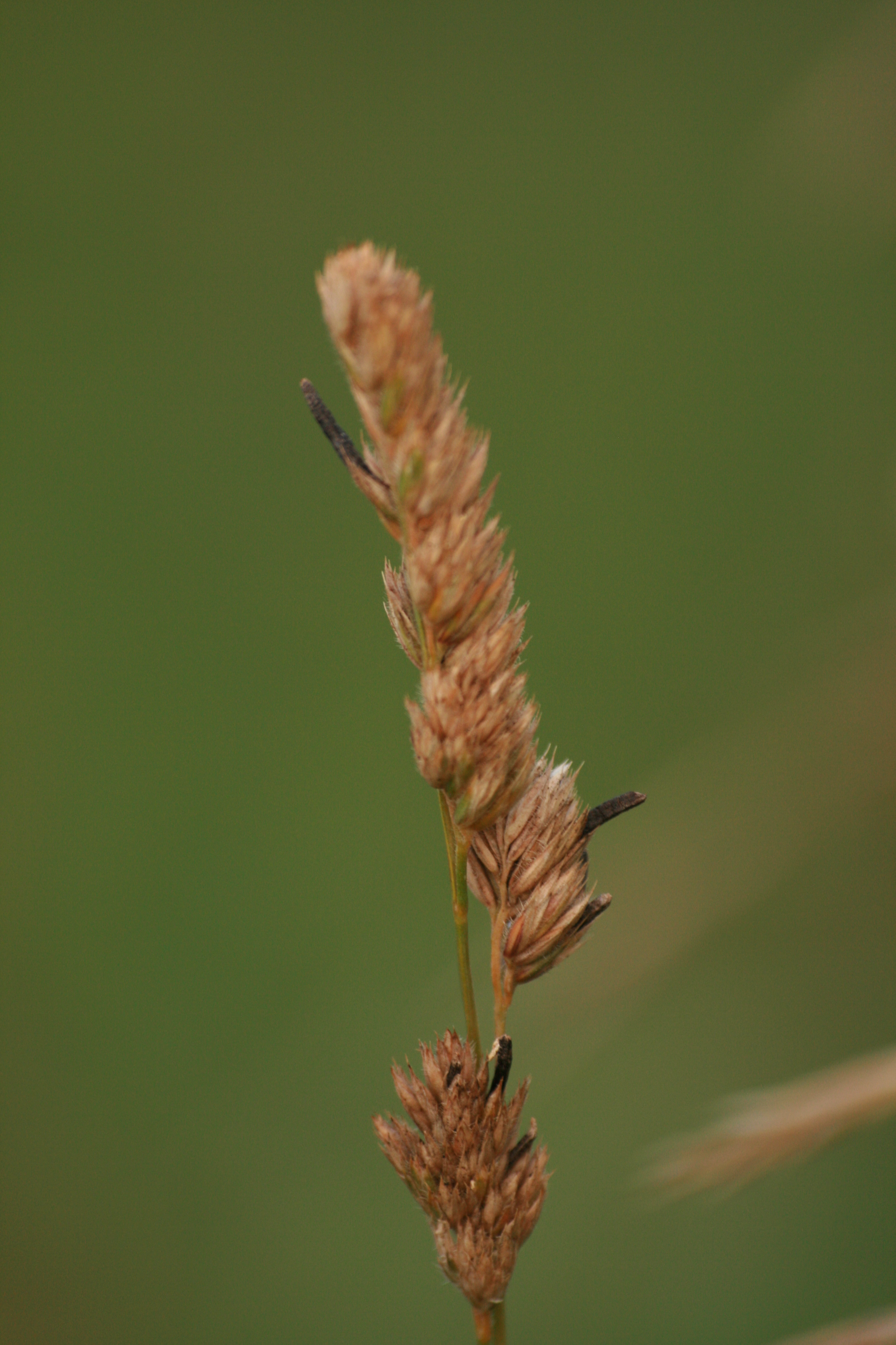 16092013184812 2094 art 1406 mutterkorn auf dactylis glomerata st johann i h grosschedlmuhle 23 68