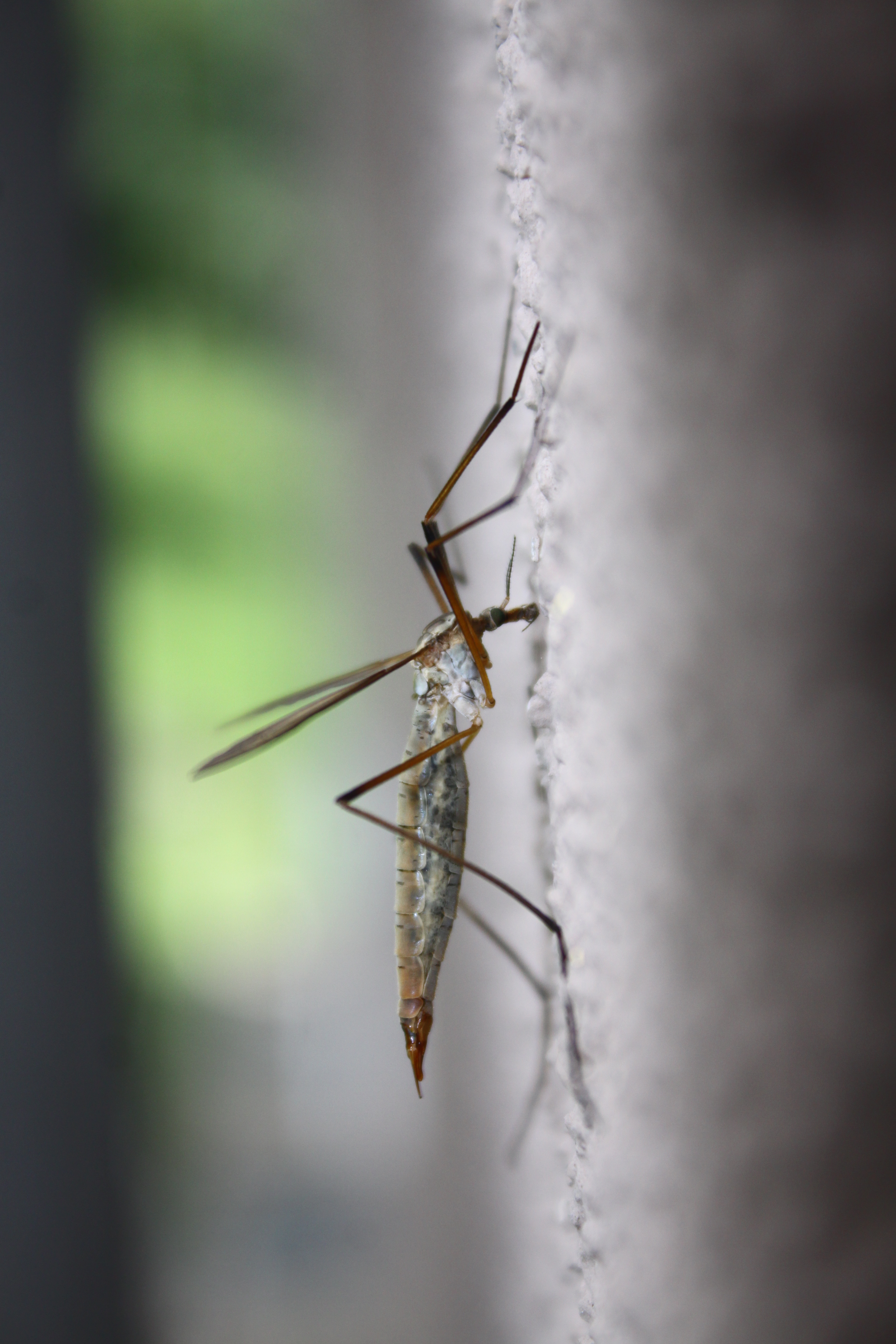 16092013192652 2096 art 1197 riegersburg 97901 13