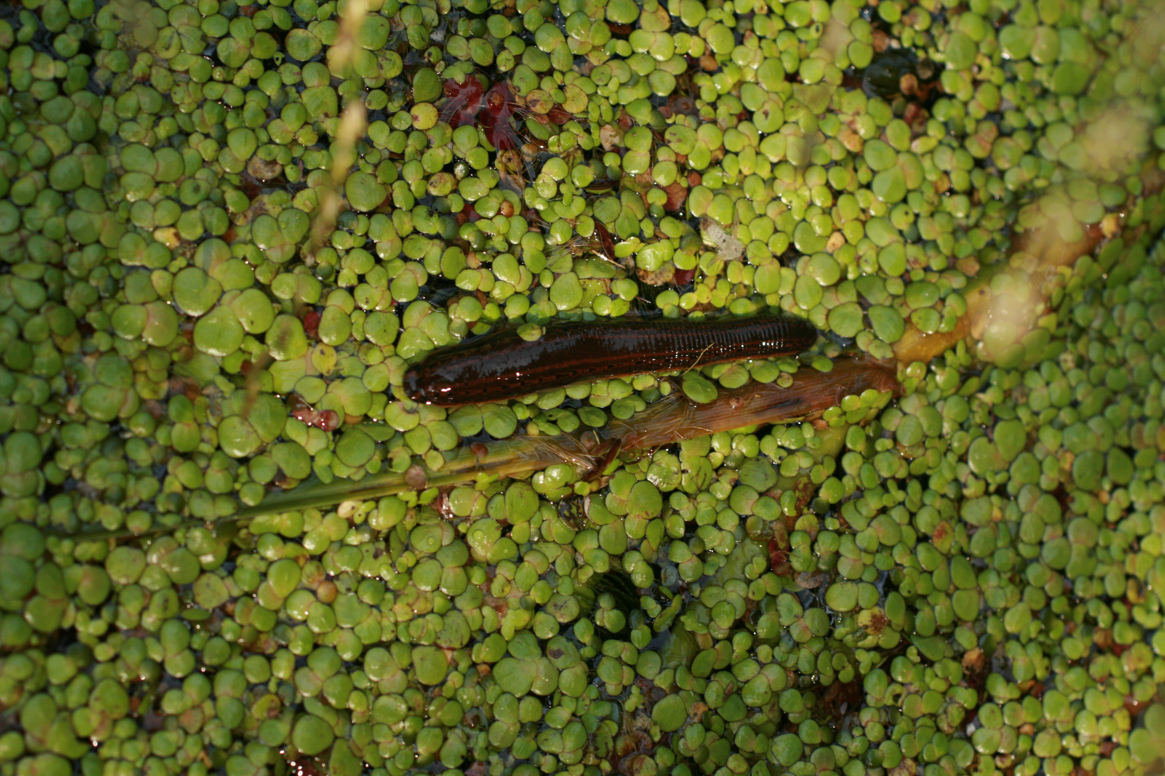 16092013194031 2098 art 1409 blutegel sicheldorf bild 170 19