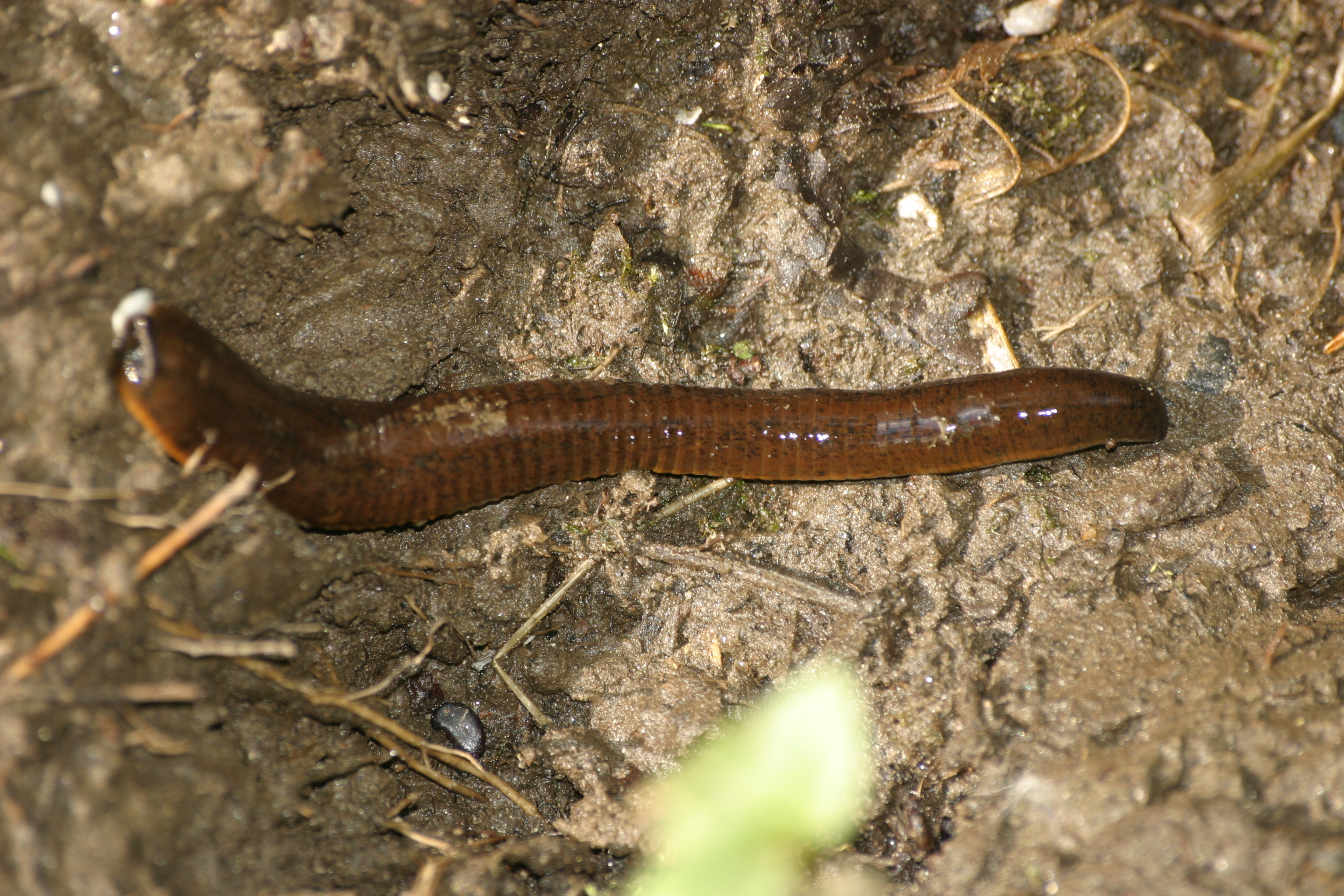 16092013194155 2099 art 1410 pferdeegel werndf img 8927 6