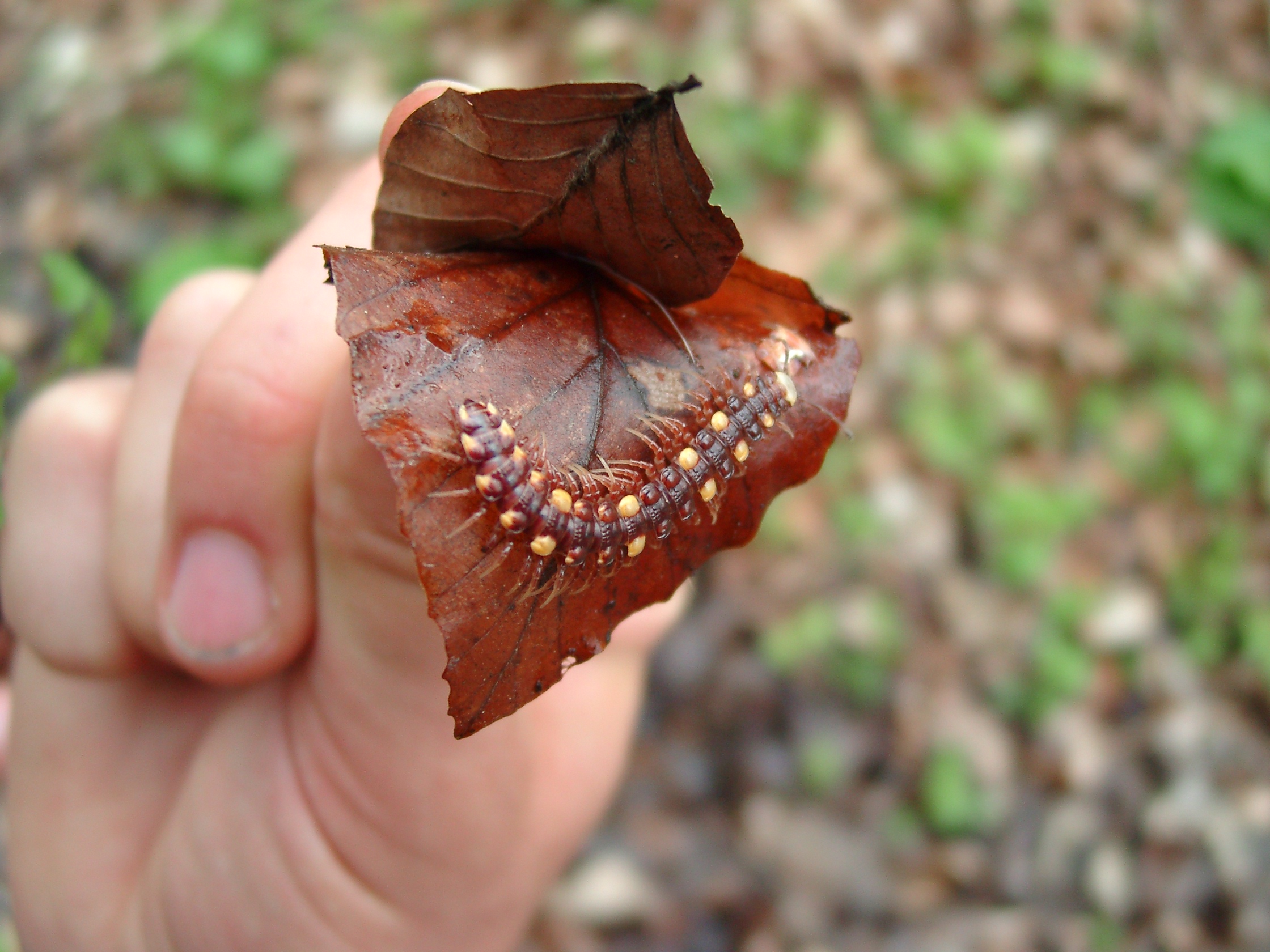 16092013222554 2100 art 1411 04160056