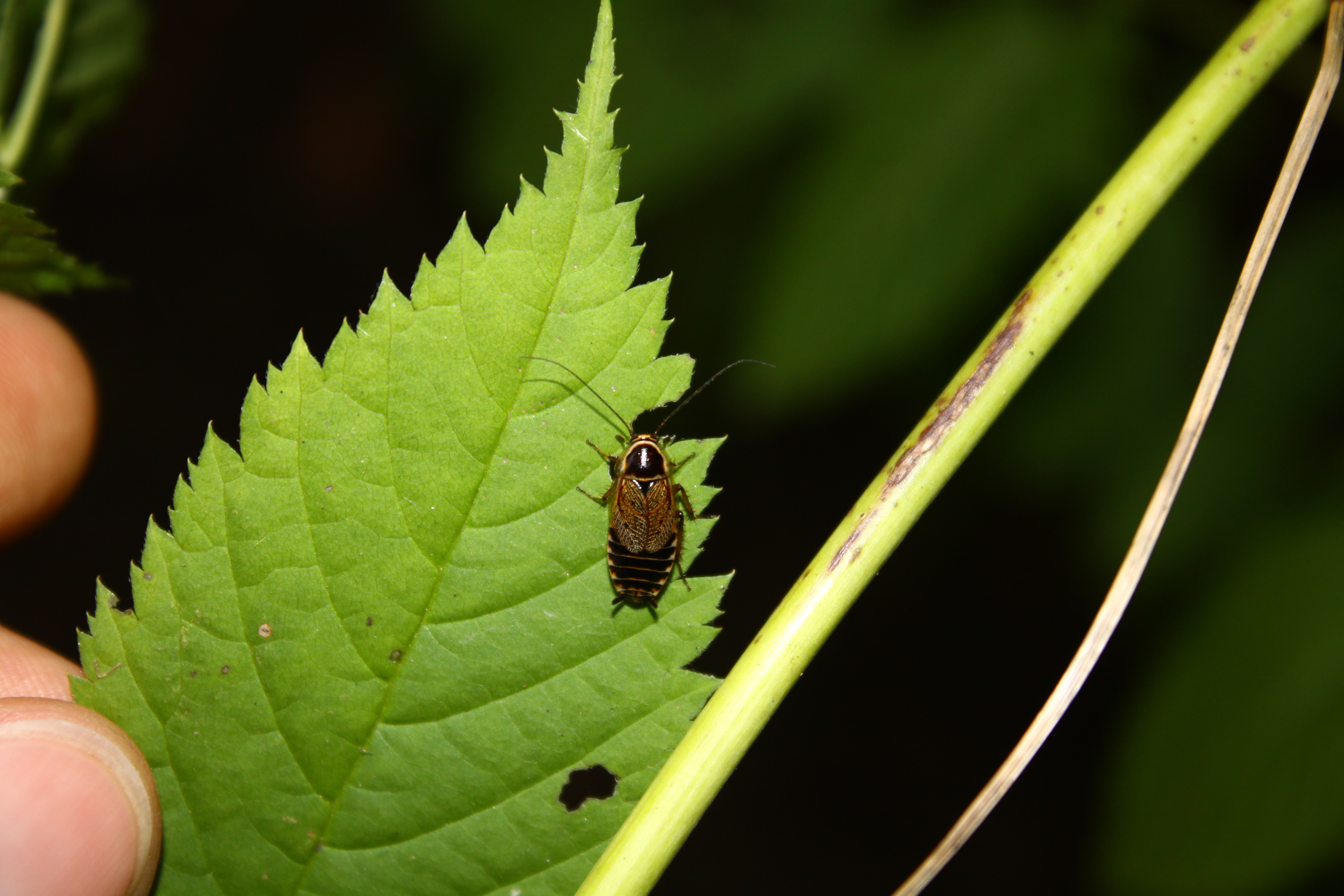 16092013223339 2101 art 1405 0 087