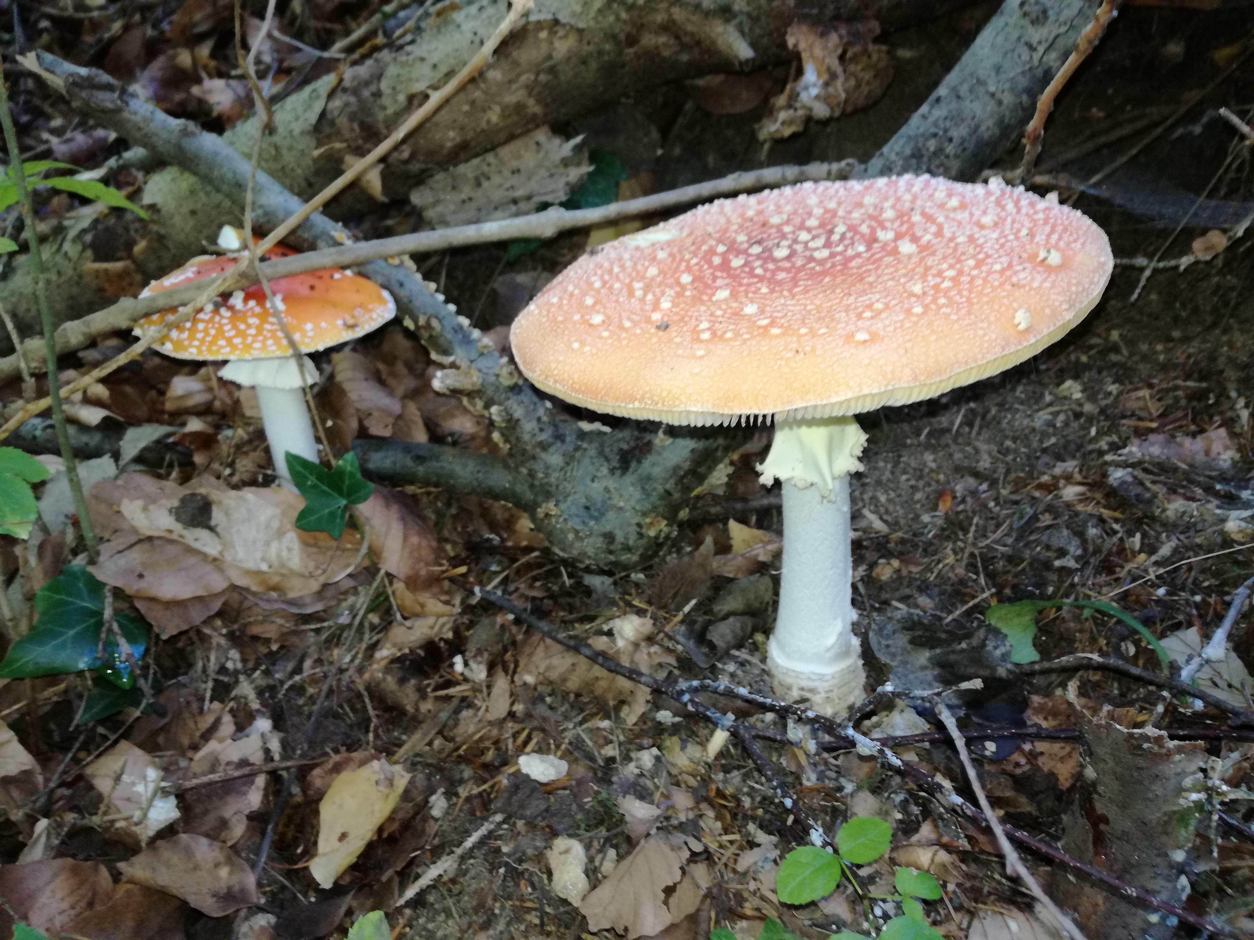 16102017002233 3098 art 1862 img 20171004 120426