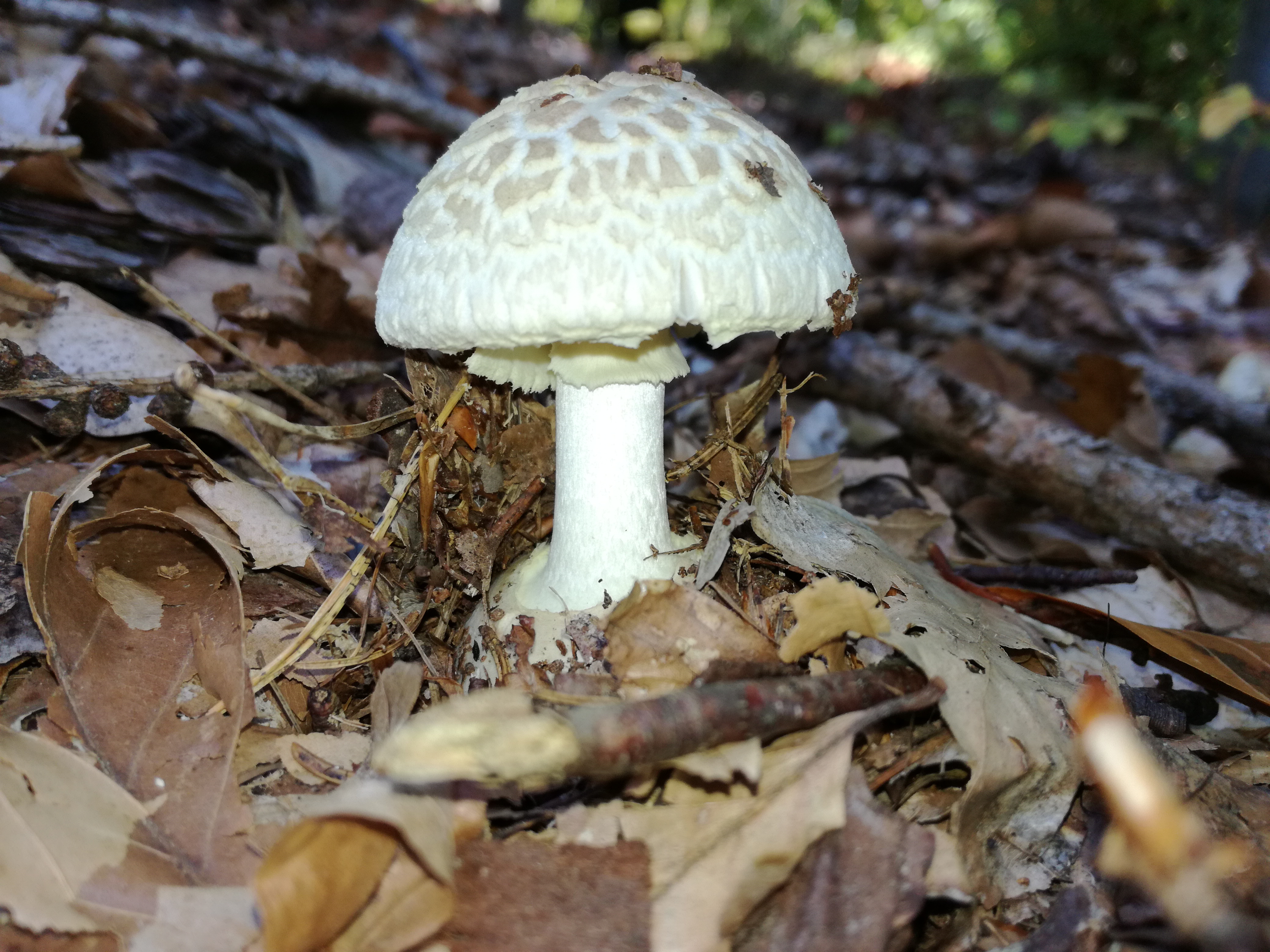 16102017201904 3099 art 172 img 20171004 115723