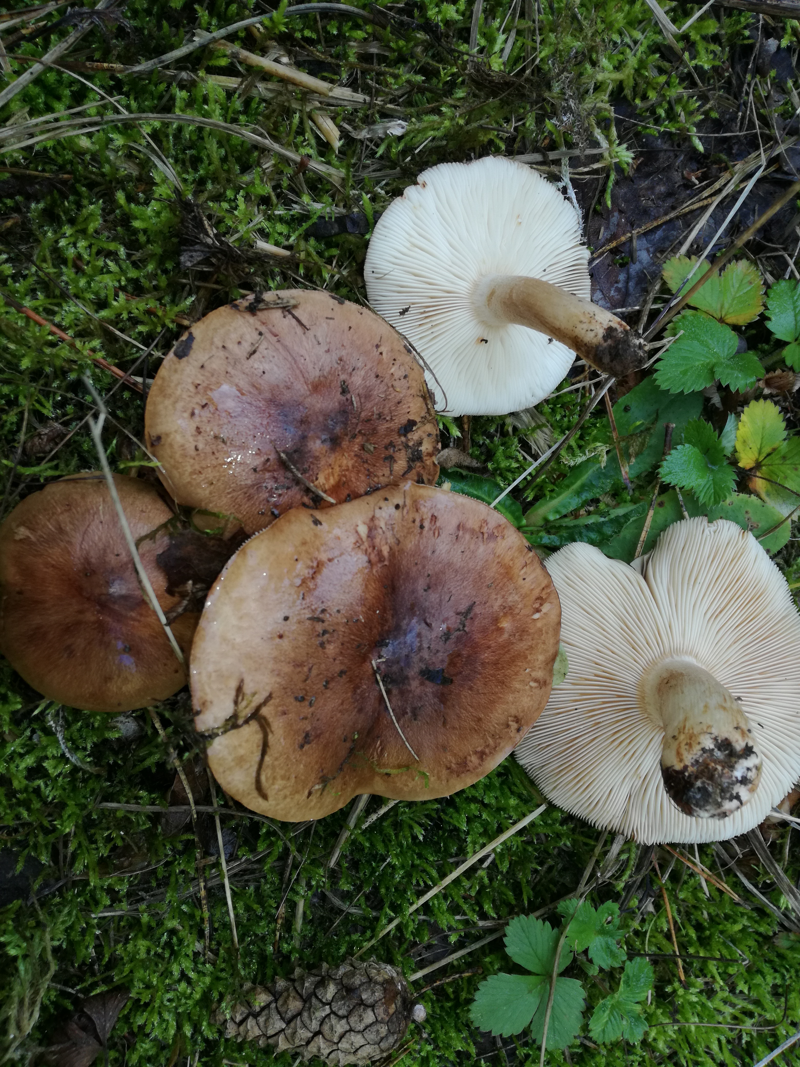 16102017203108 3100 art 1863 img 20171004 121555