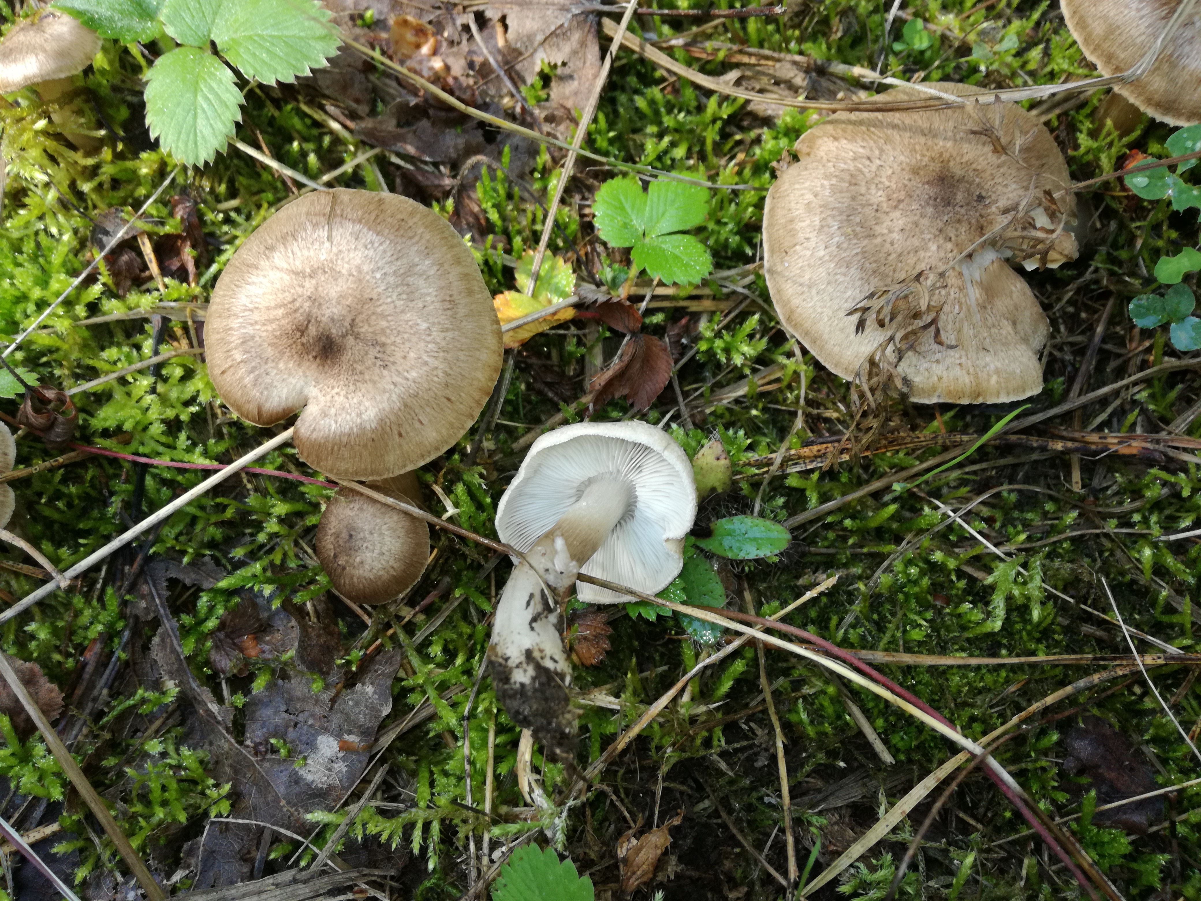 16102017205512 3101 art 1864 img 20171004 121618