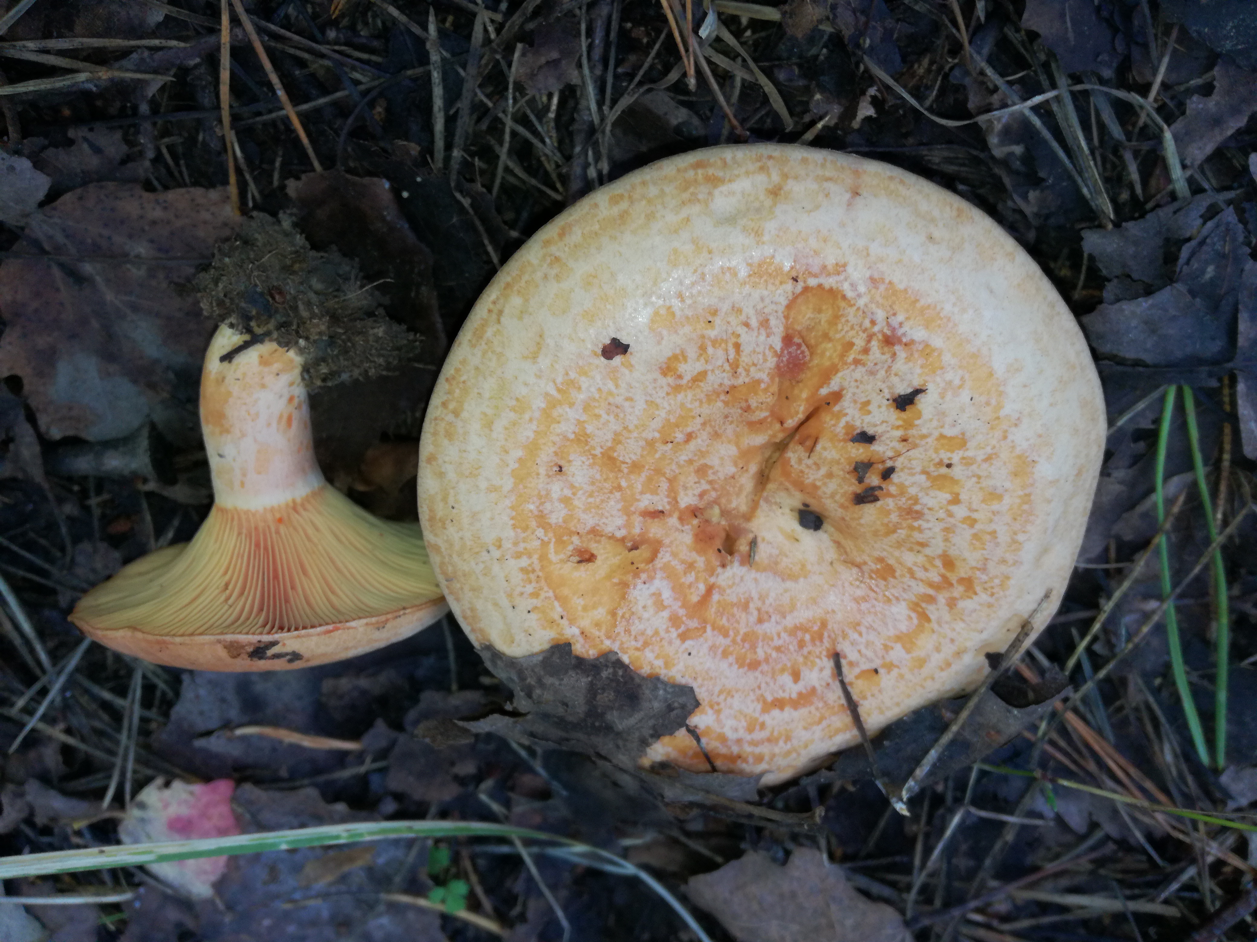 16102017211303 3102 art 1865 img 20171004 121826