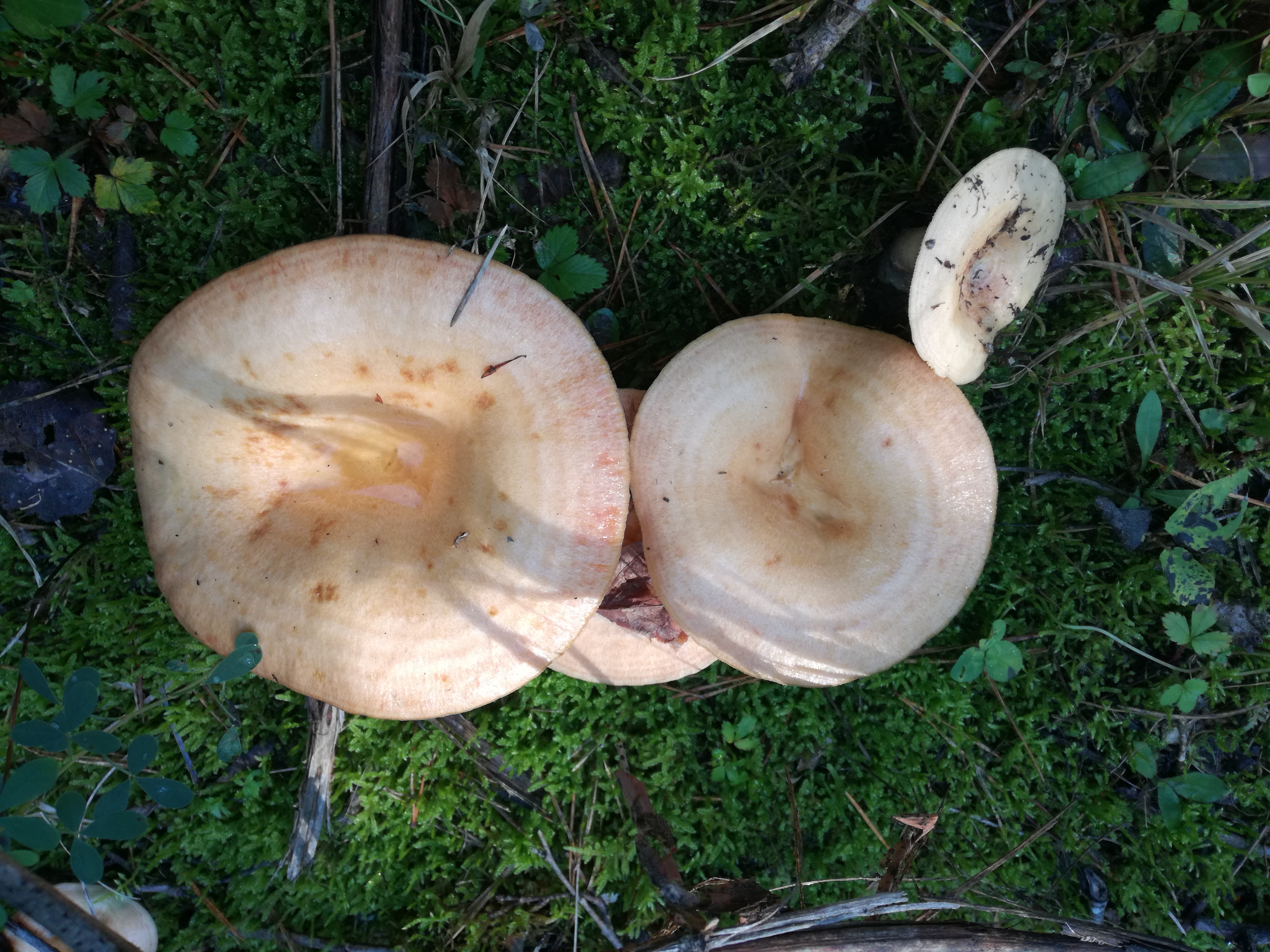 16102017211435 3103 art 1865 img 20171004 121954